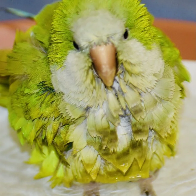 Bishi the Avocadosaur