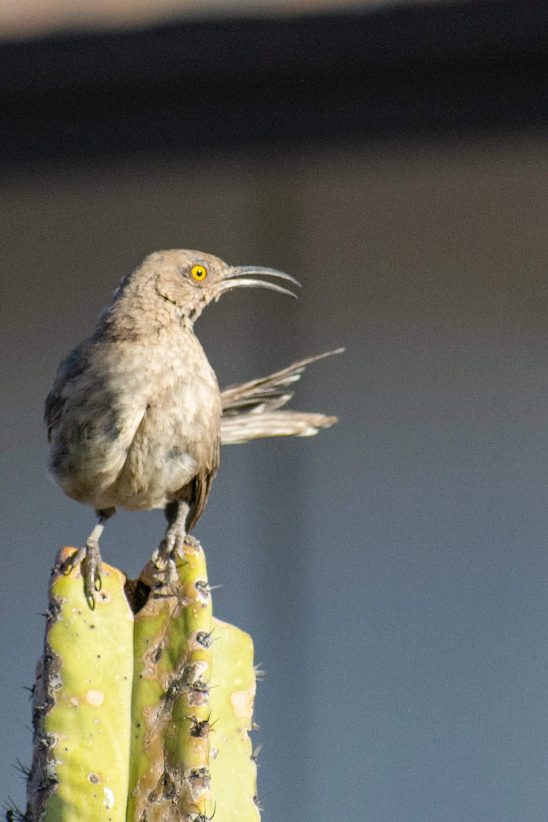 Curve-billed thrasher