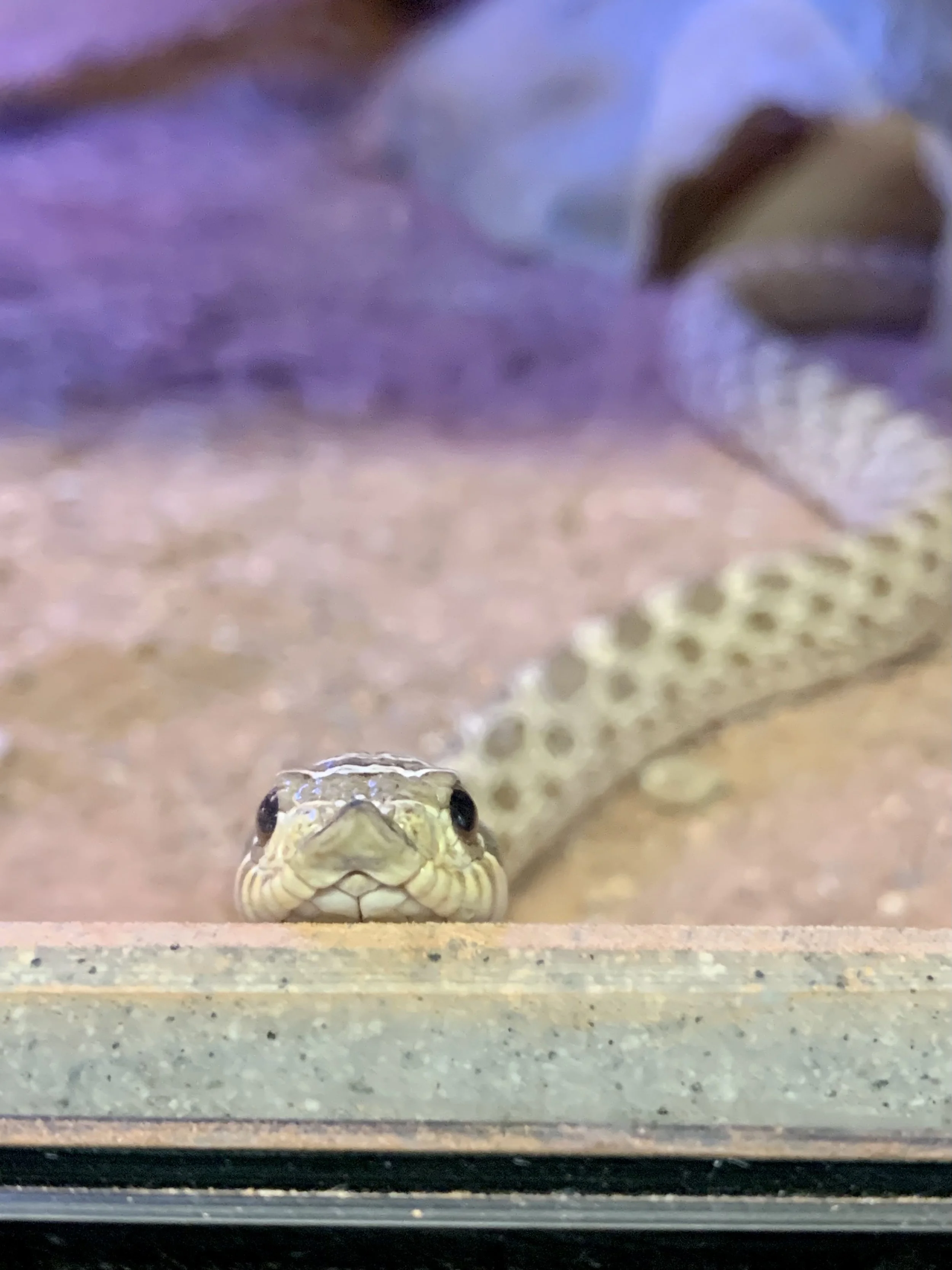 Harley, the gateway snake