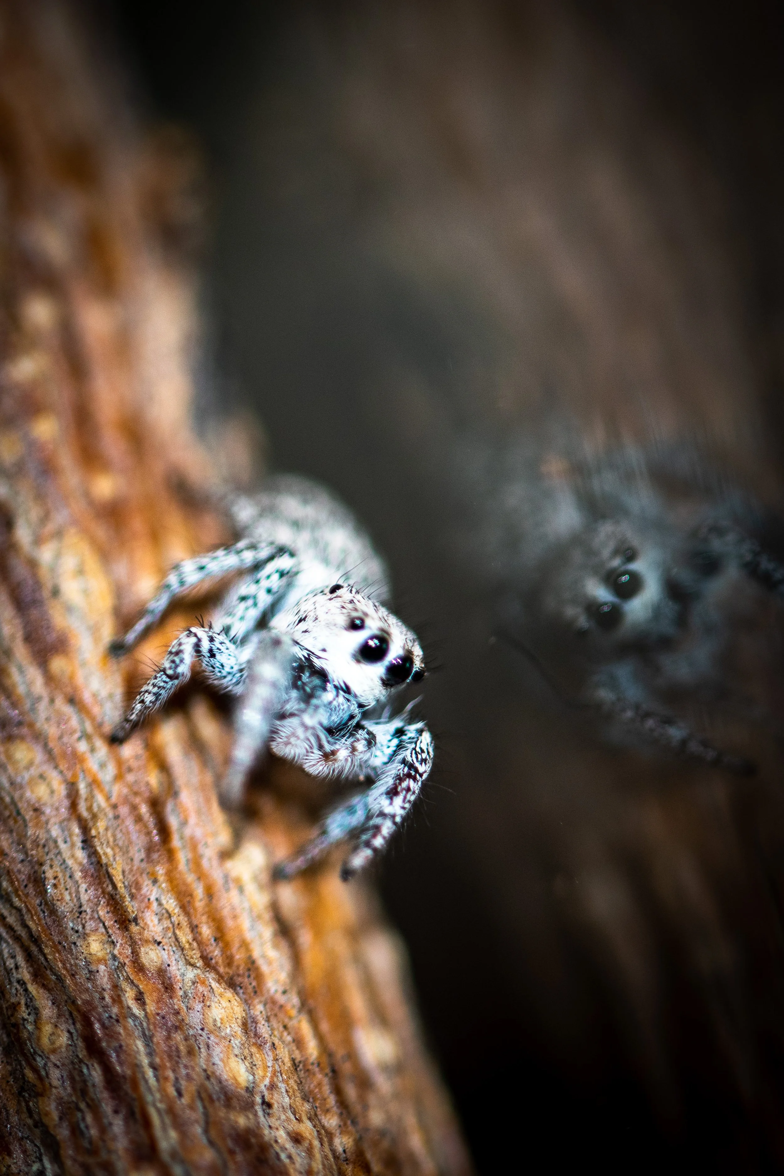 Georgia, the pet jumping spider