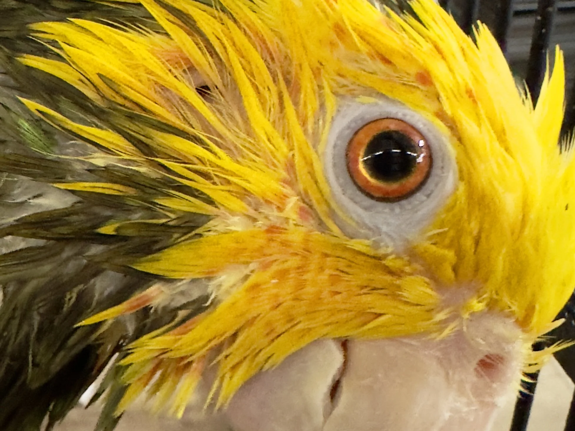 Sunny the Double-Yellow headed Amazon