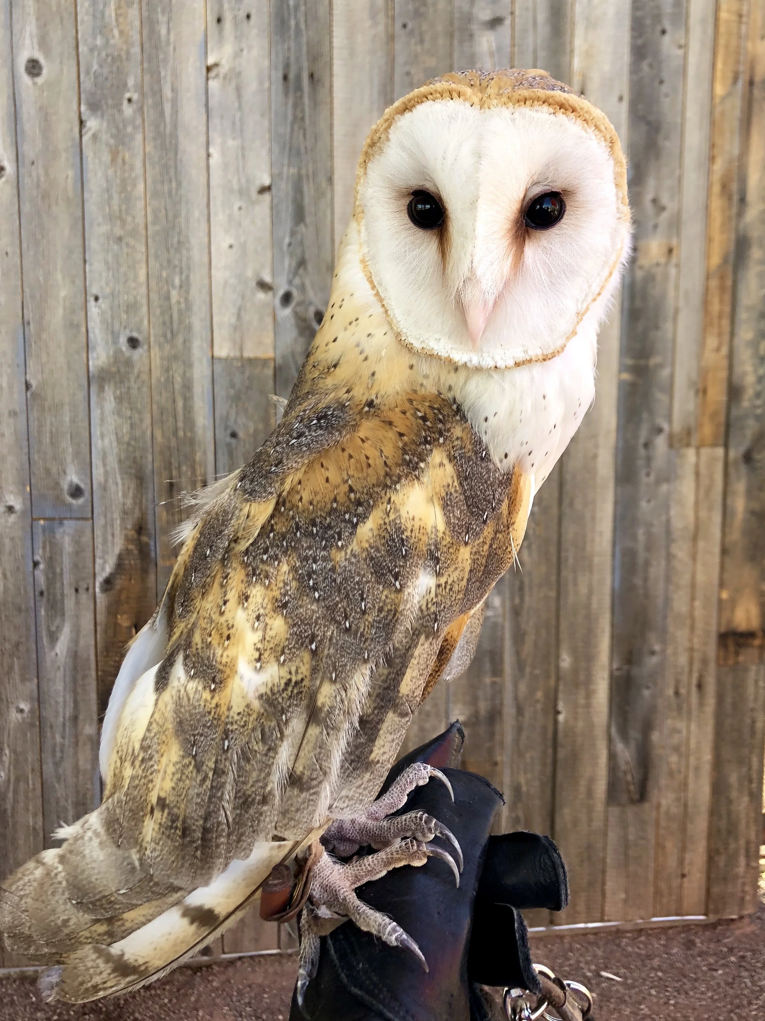 Soren the Barn Owl at Liberty
