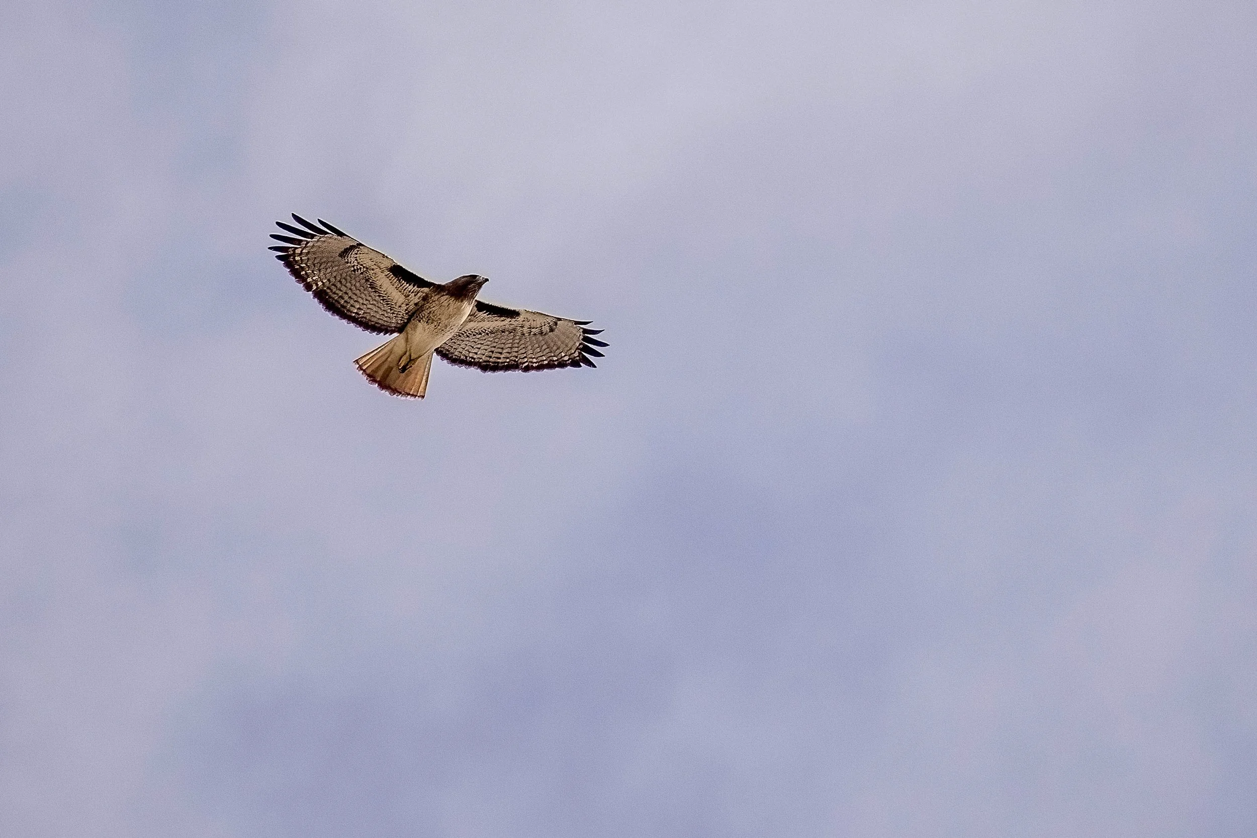Red Tailed Hawk in flight