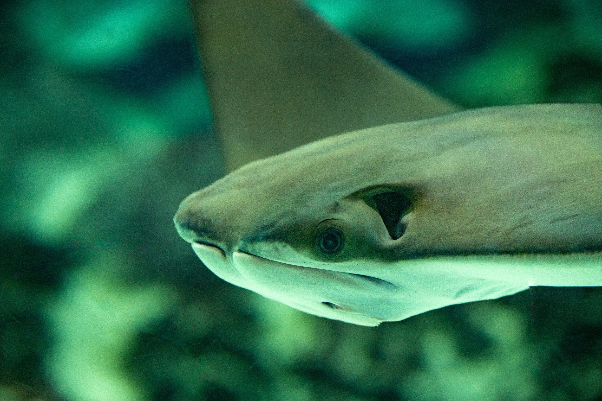 Cow-nose stingray