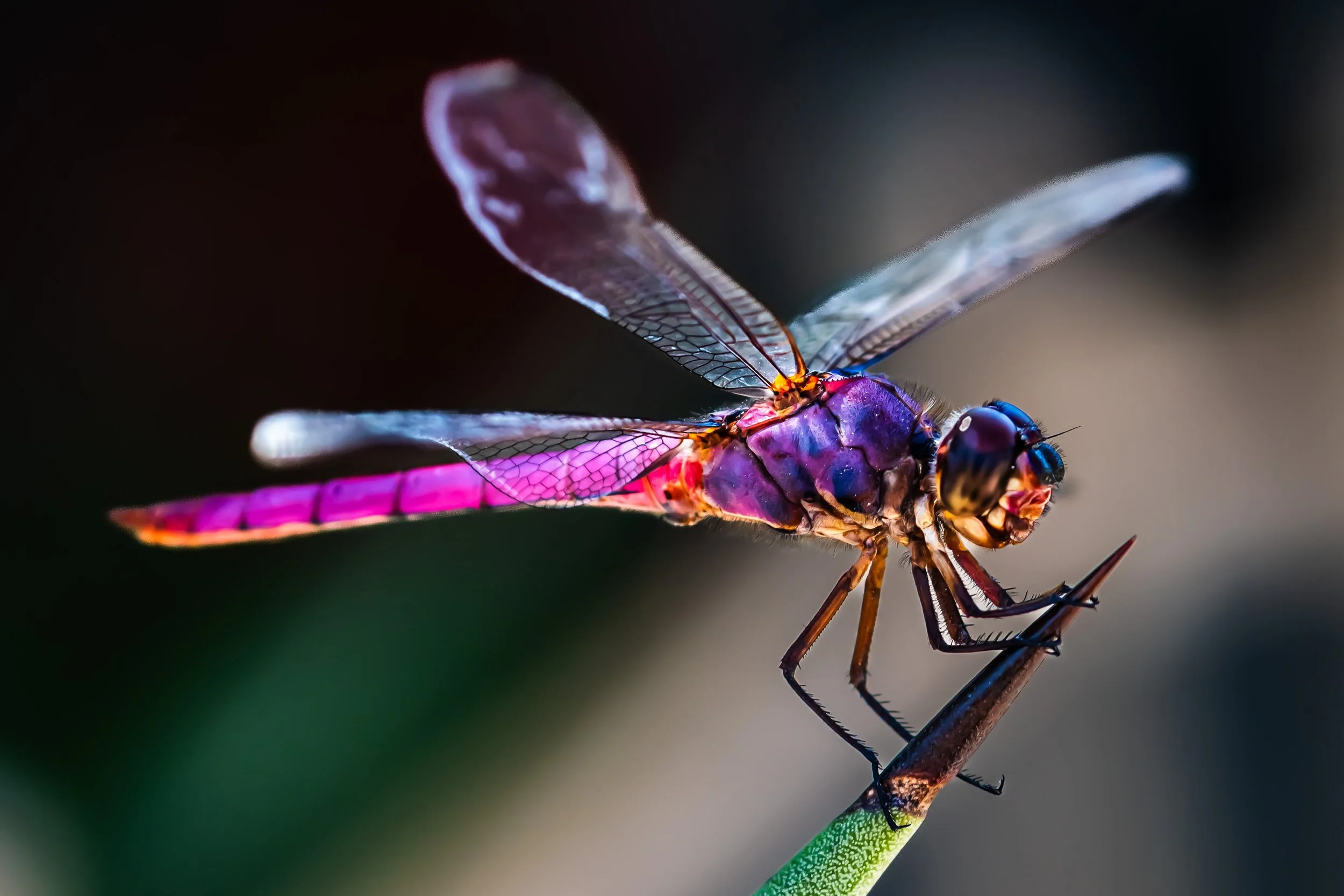 Roseate Skimmer in my yard