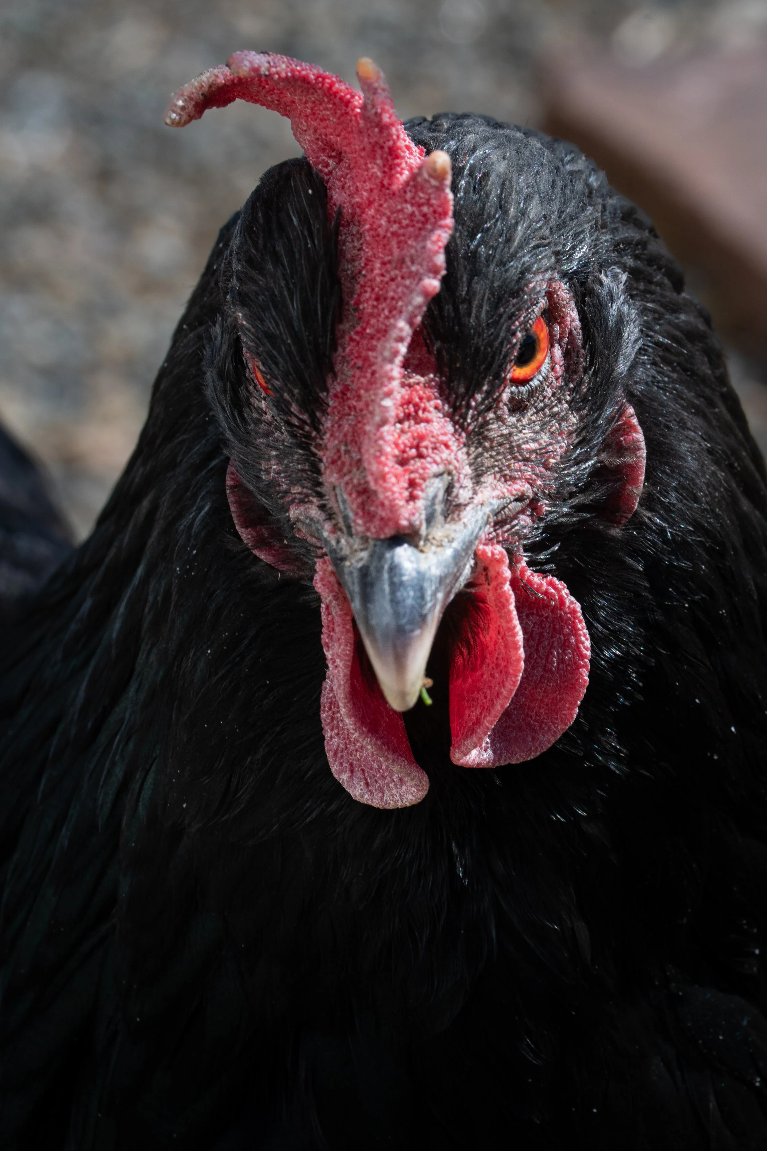 My Sister's Chicken