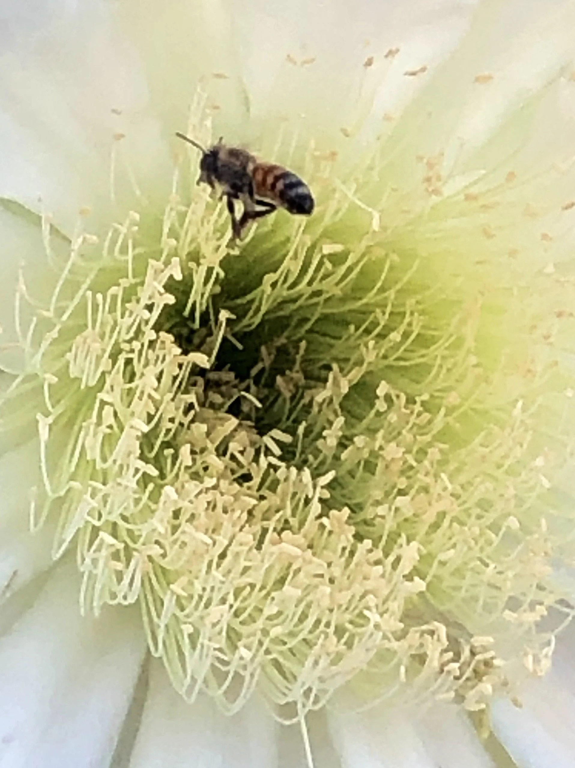 Bee foraging