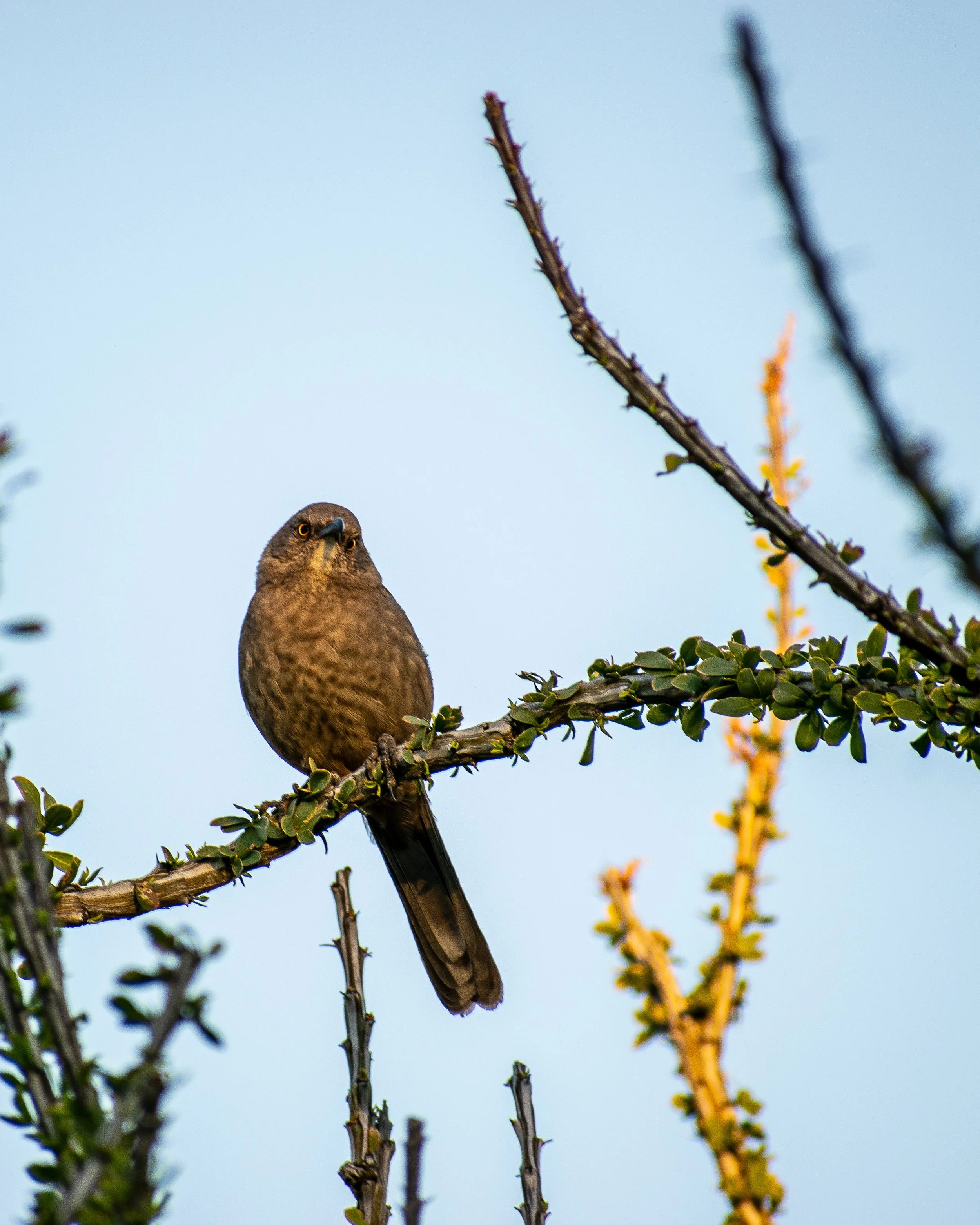 Curve-billed thrasher