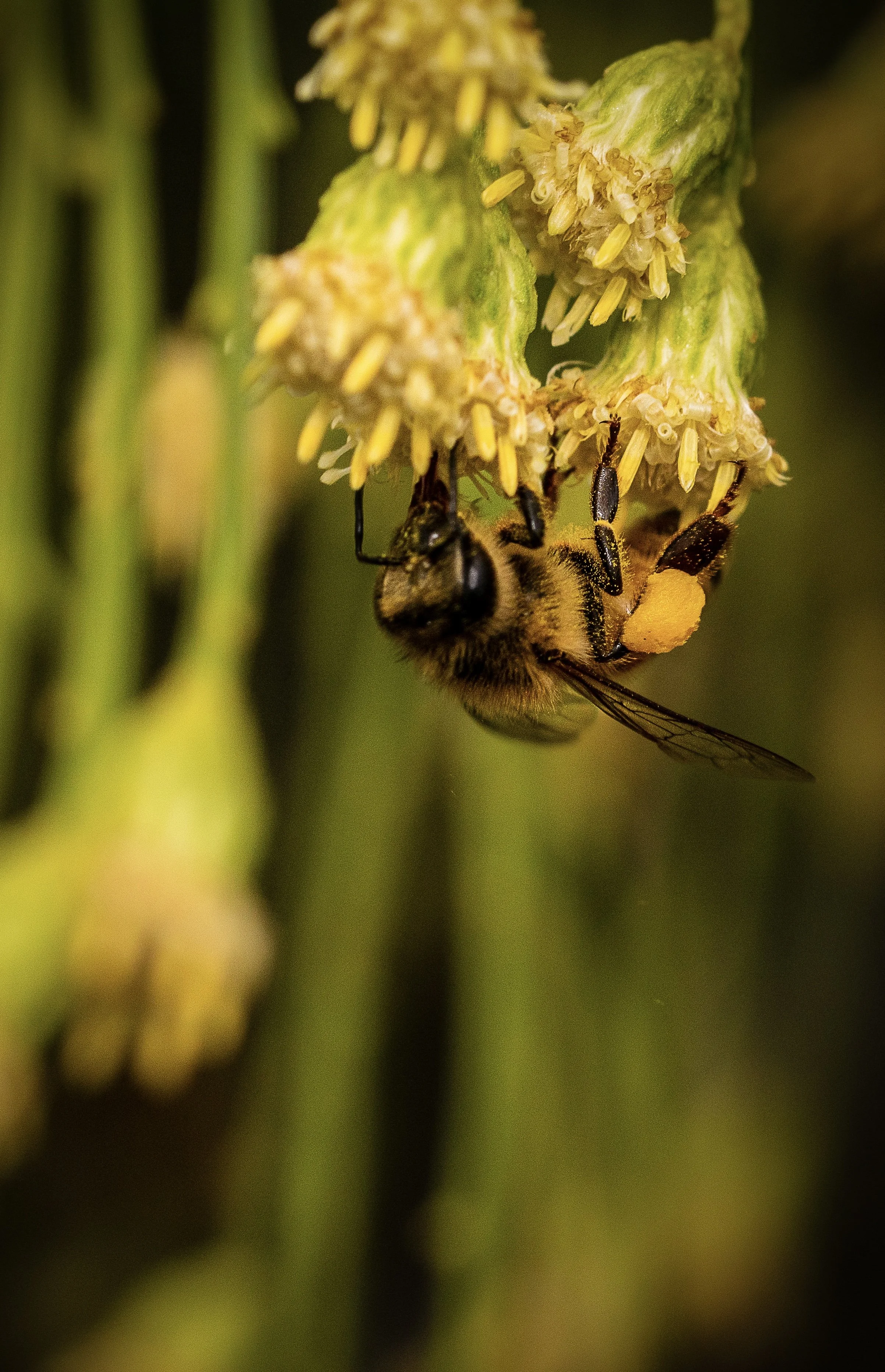 Bee foraging plus pollen pants are cute
