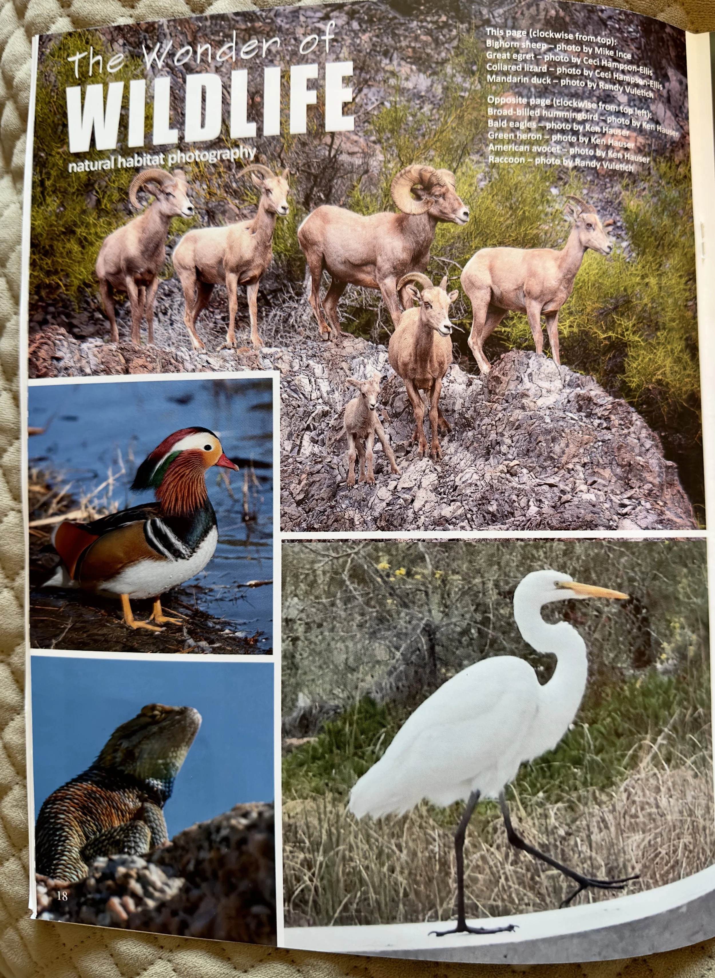 Wing Beats Desert spiny Lizard.jpeg