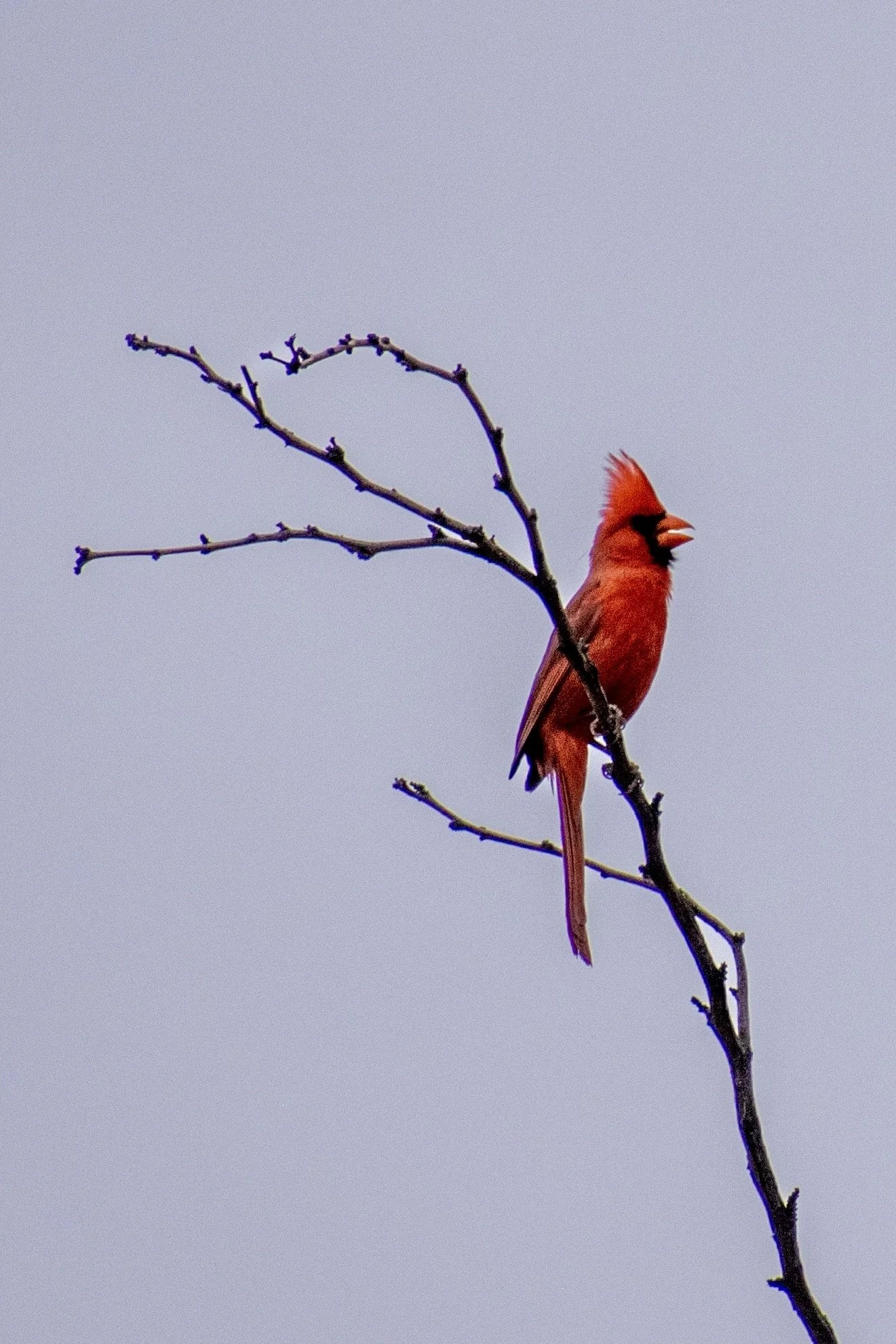 Northern Cardinal