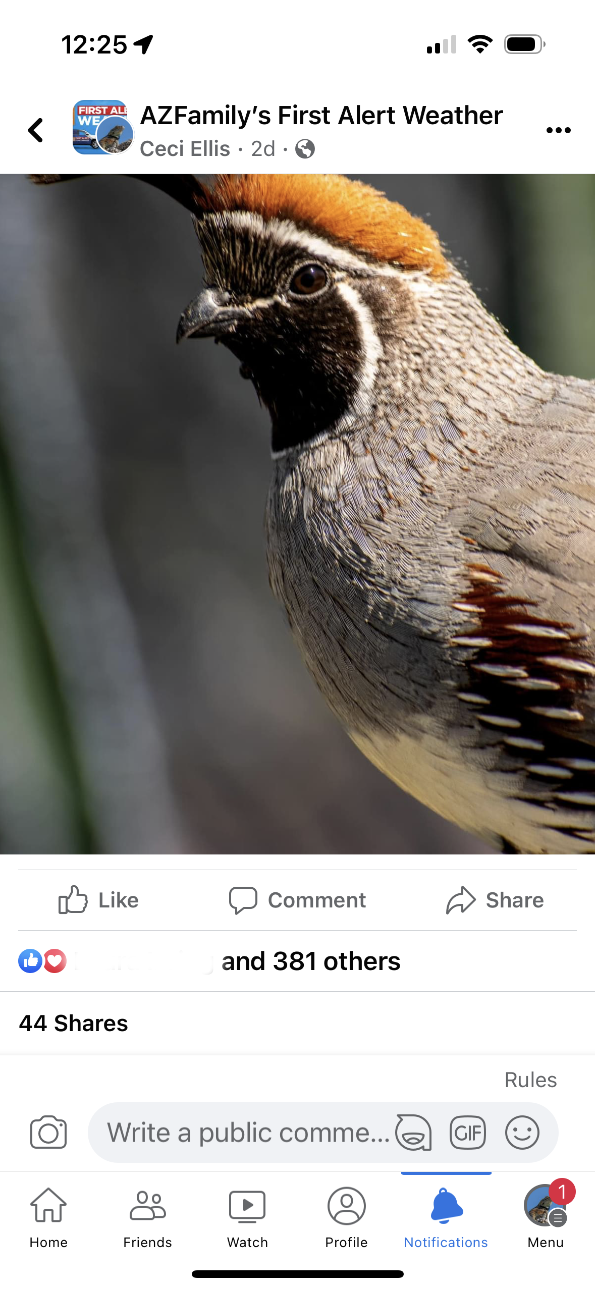 AZ Family Weather Quail.PNG