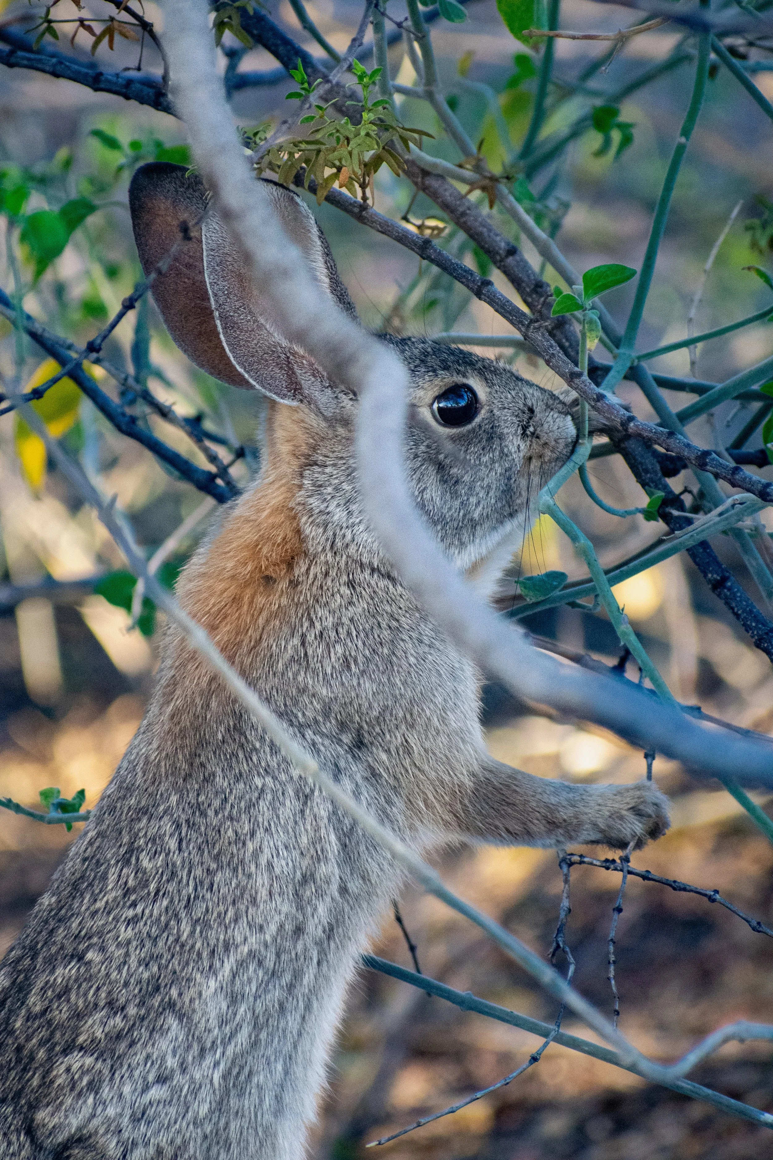cotton tail snacking