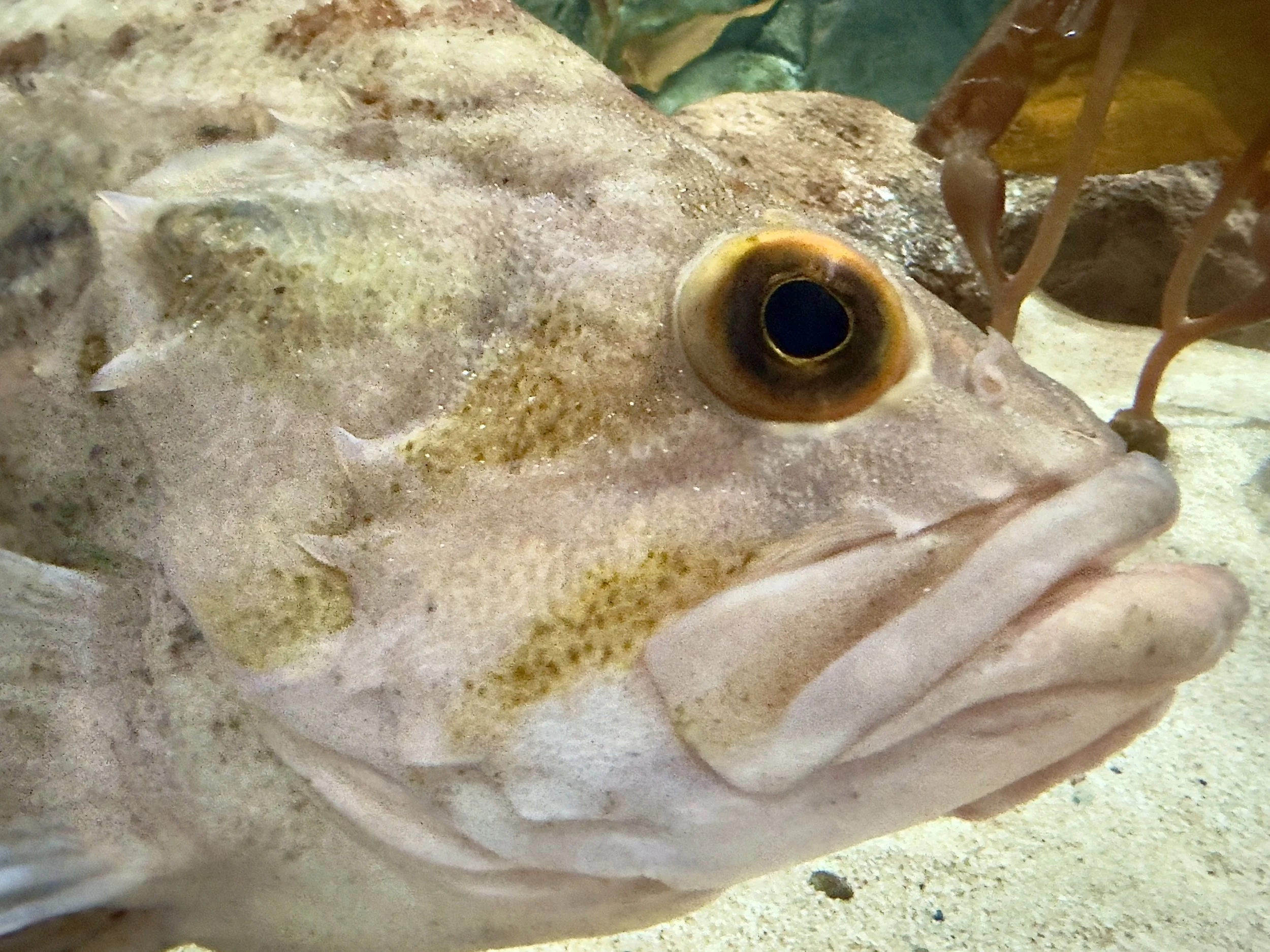 big fish with lips