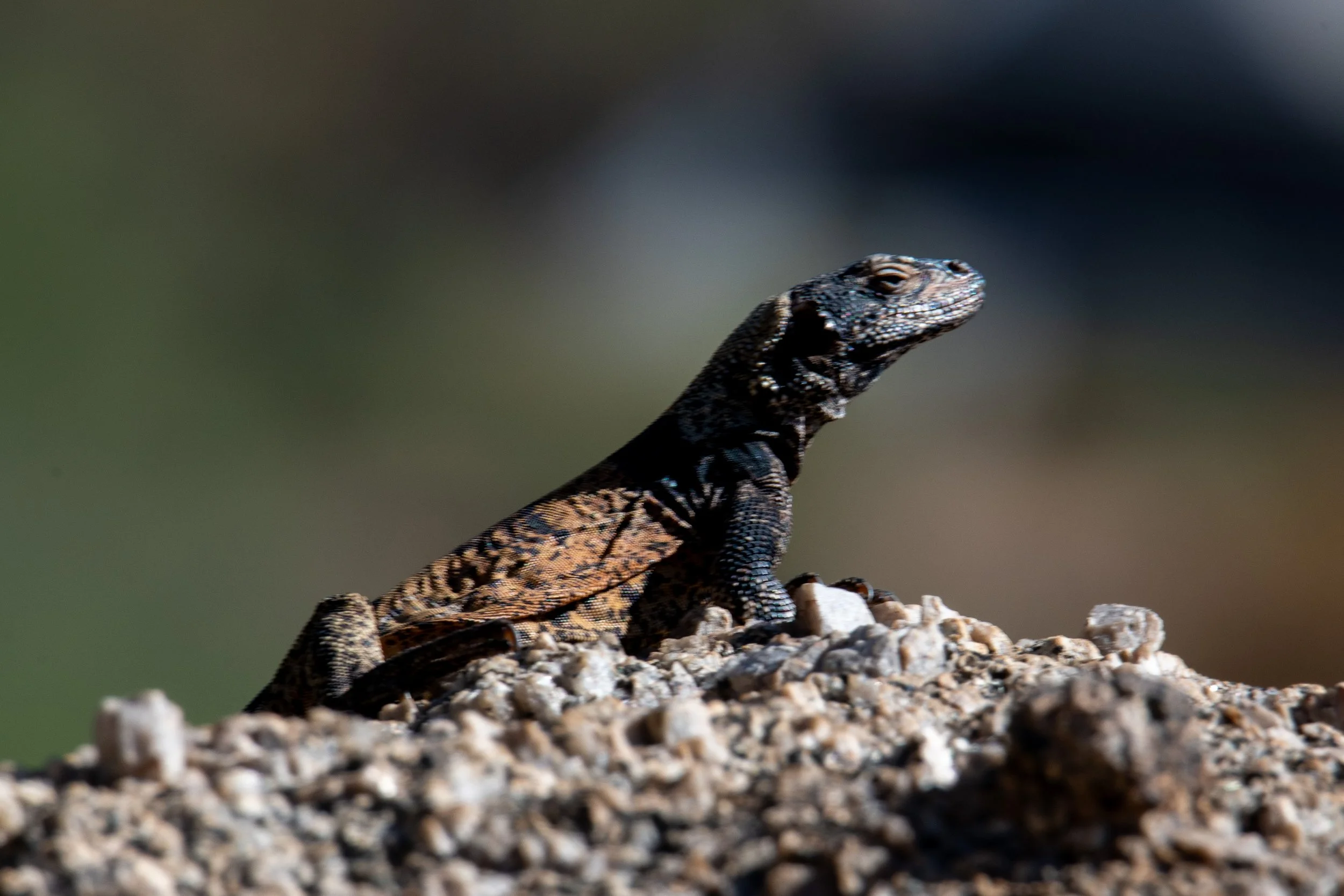 Common Chuckwalla