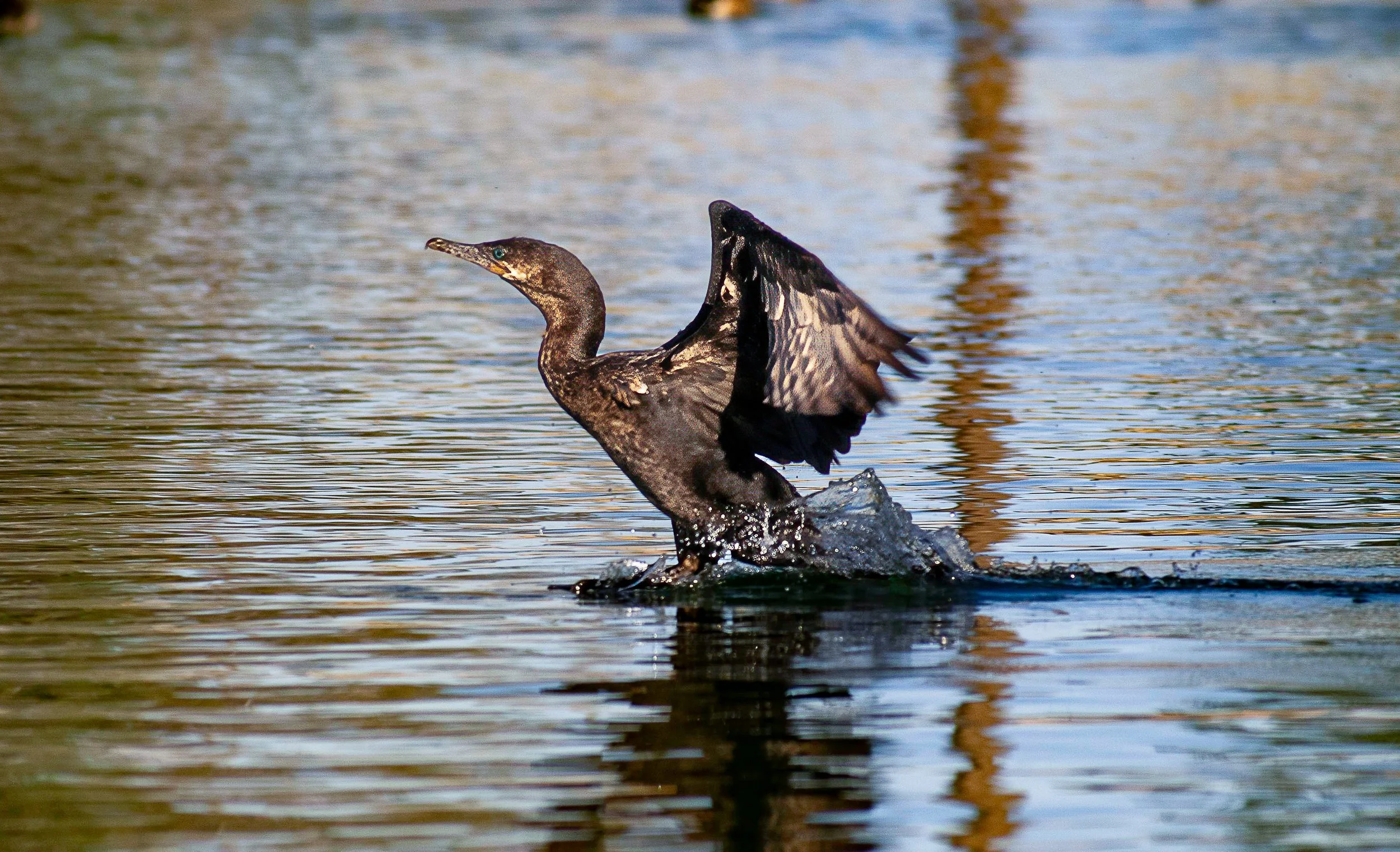 cormorant landing