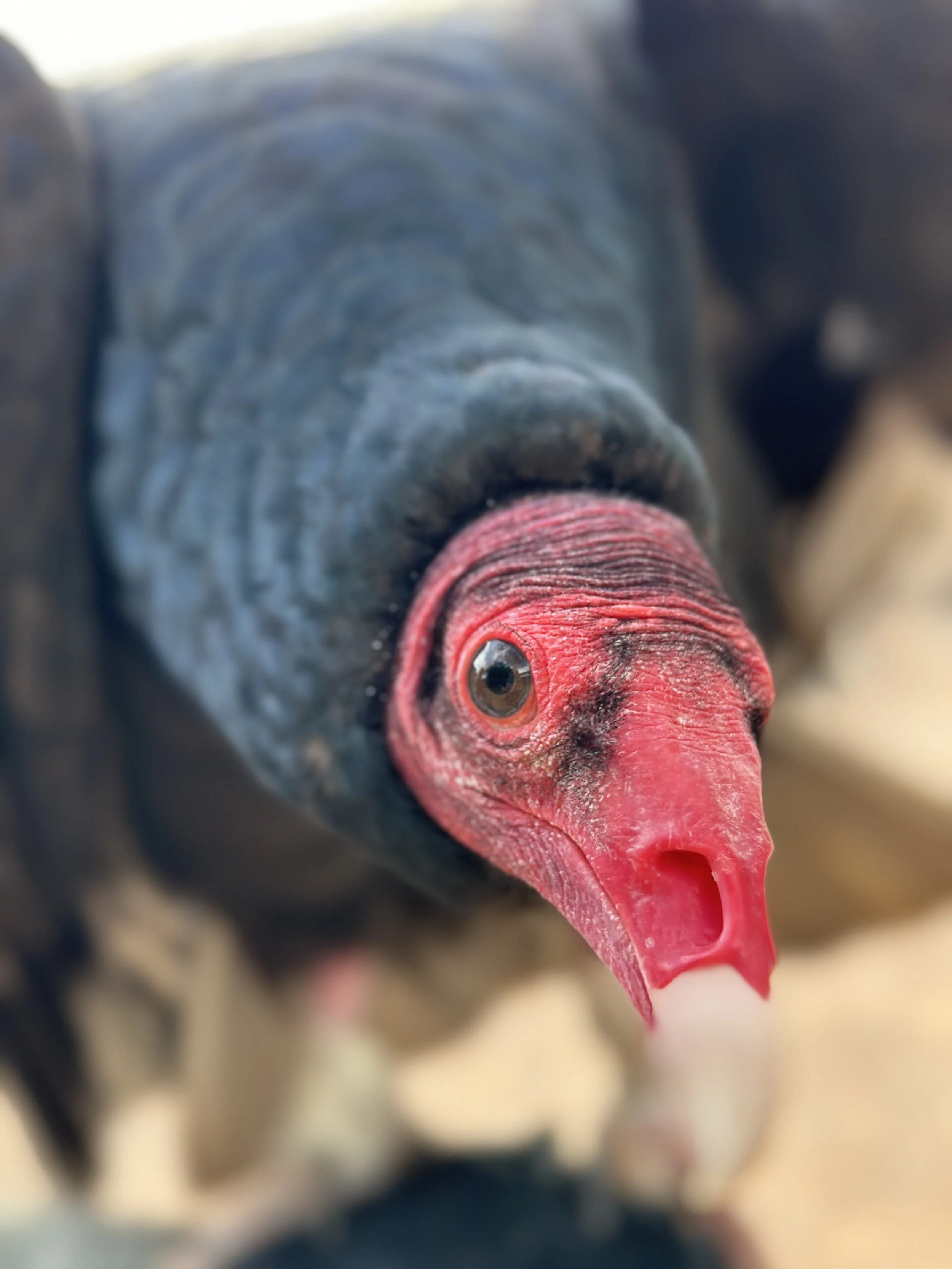 Quannah, the Turkey Vulture