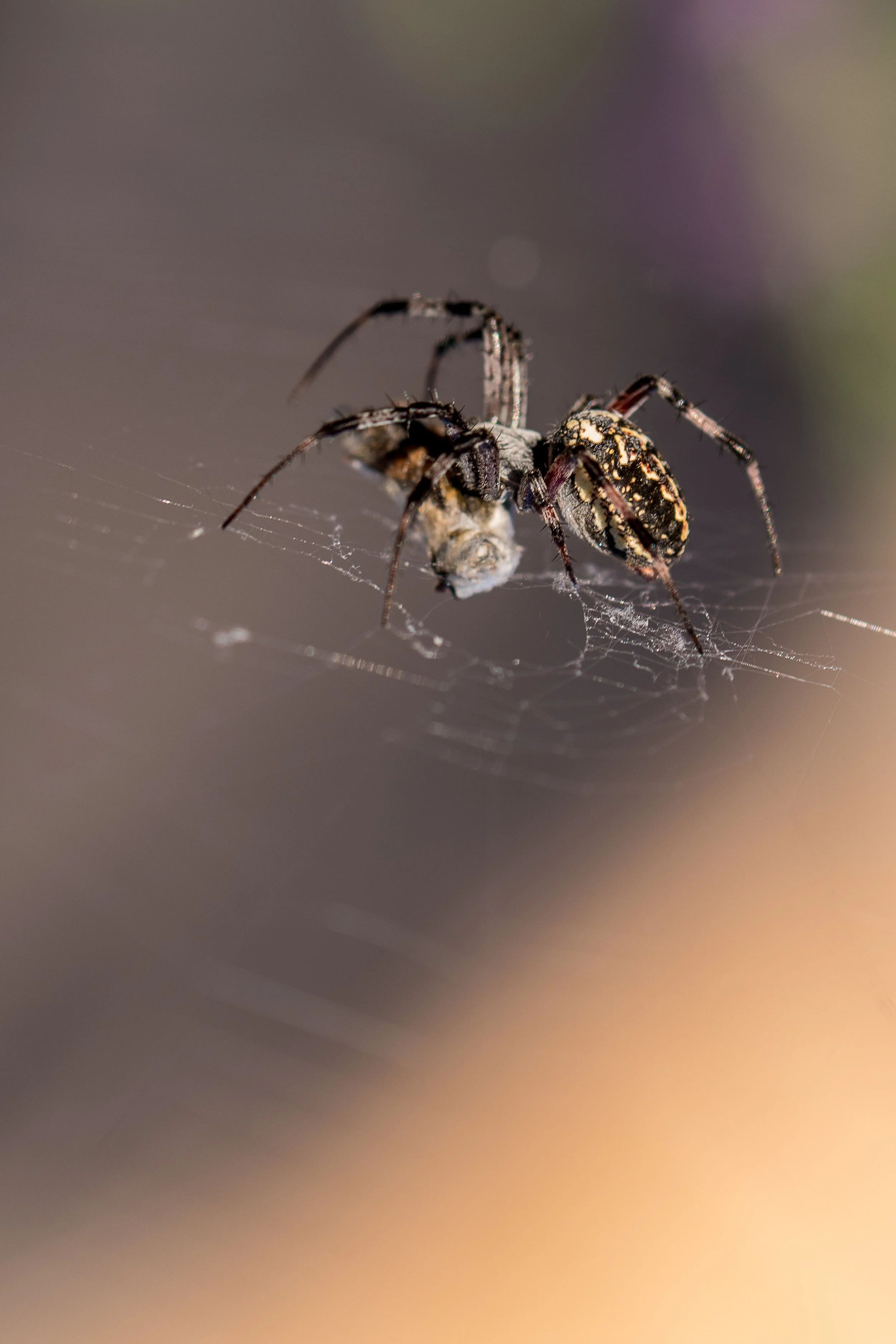 Orb Weaver Spider and her prey