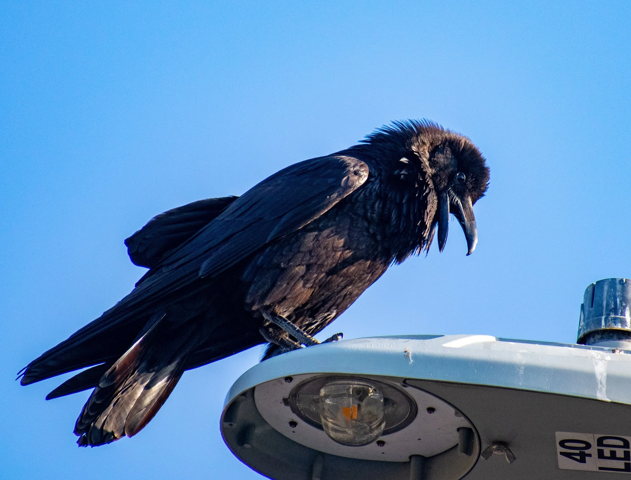 Common Raven in my neighborhood
