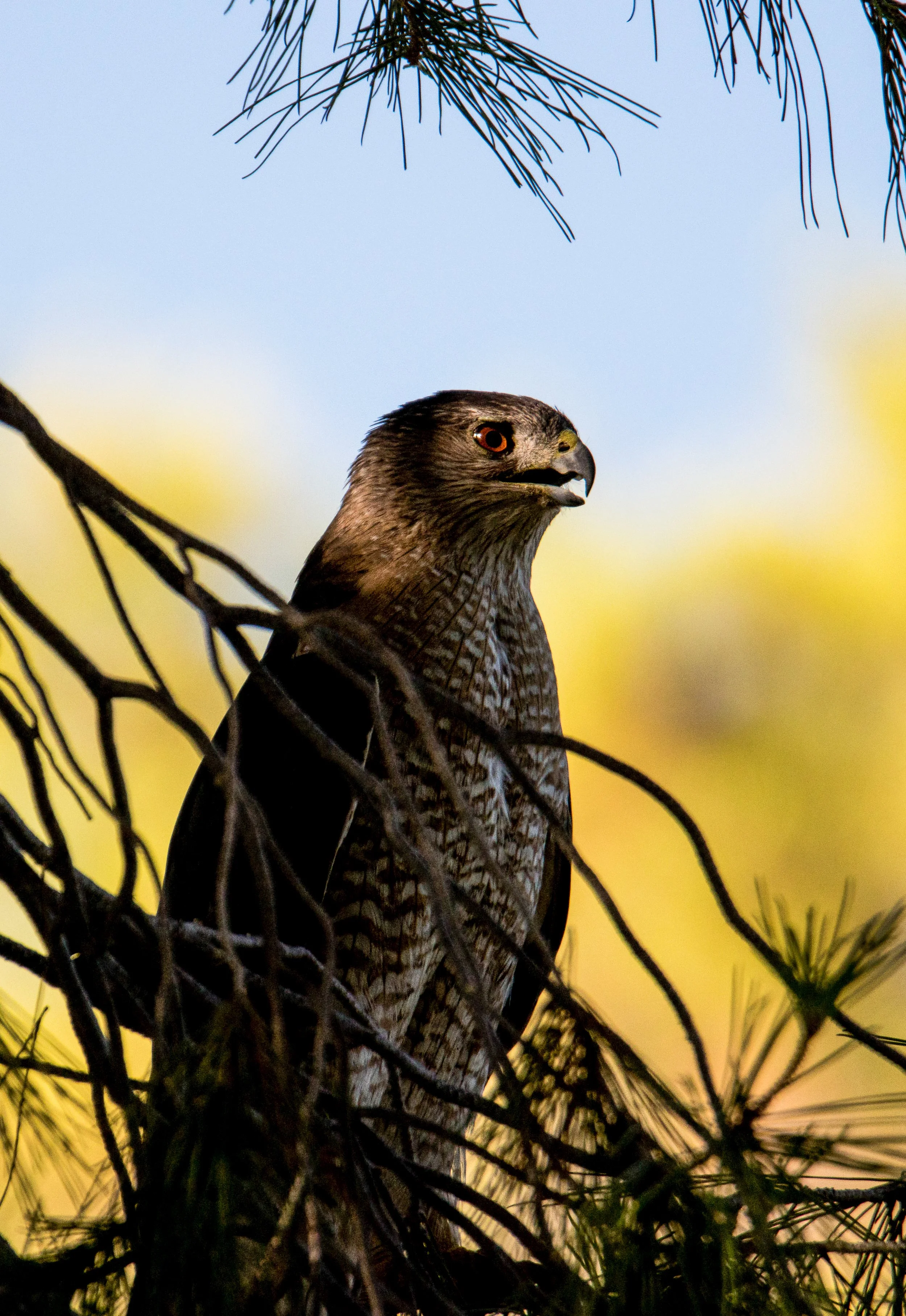 Mama Cooper's hawk keeping watch over her fledgling