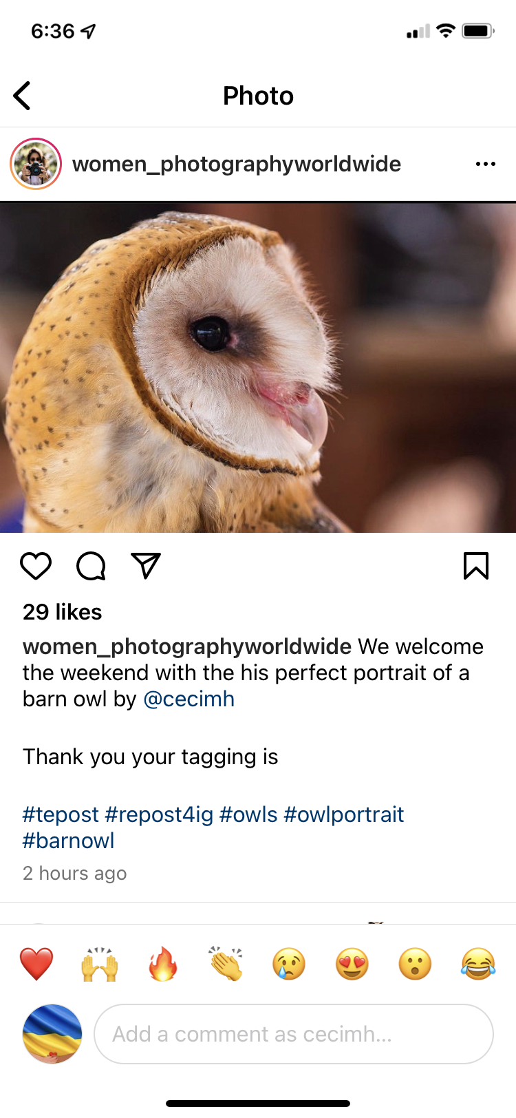 Worldwide Women Photog Barn Owl.PNG