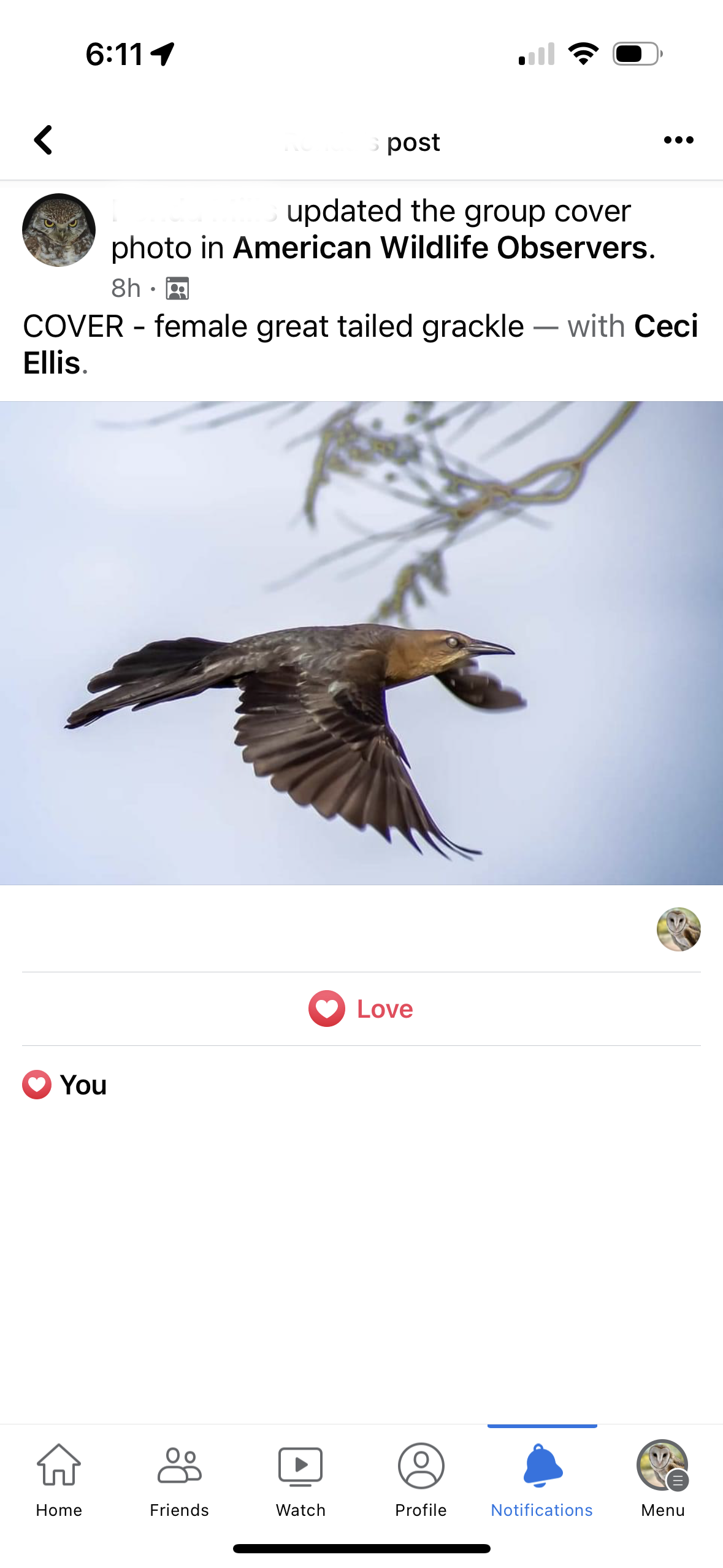 American Wildlife Observers Grackle.PNG