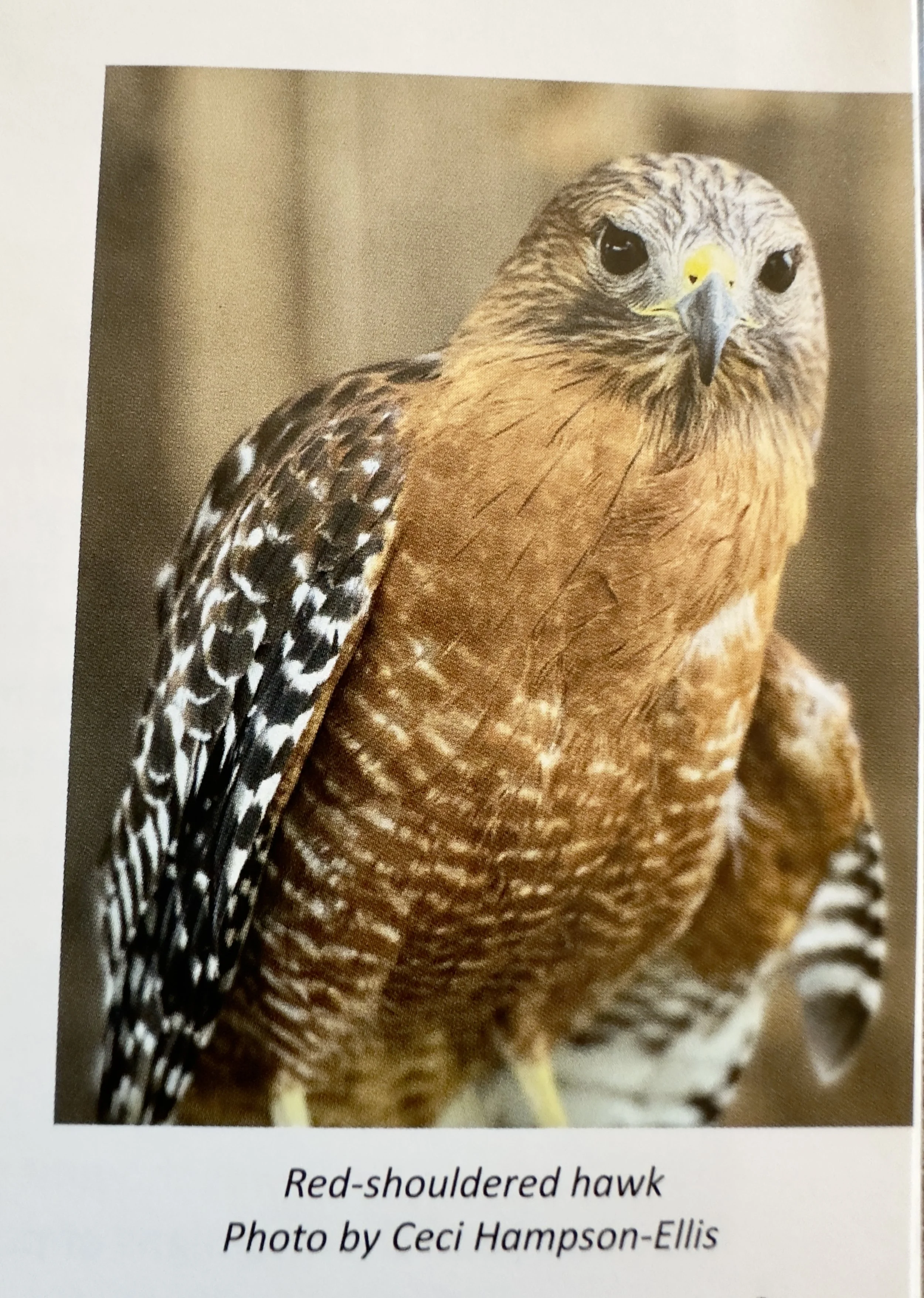 Wing Beats RSHA.jpeg