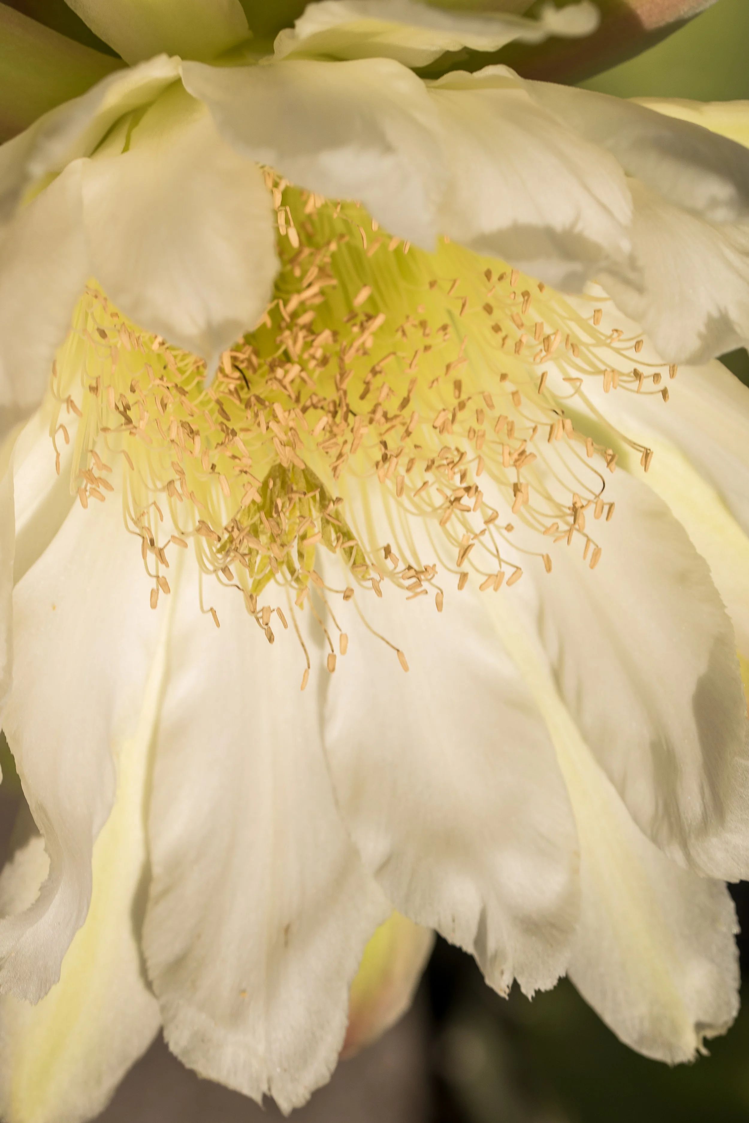 Inner workings of a cactus bloom