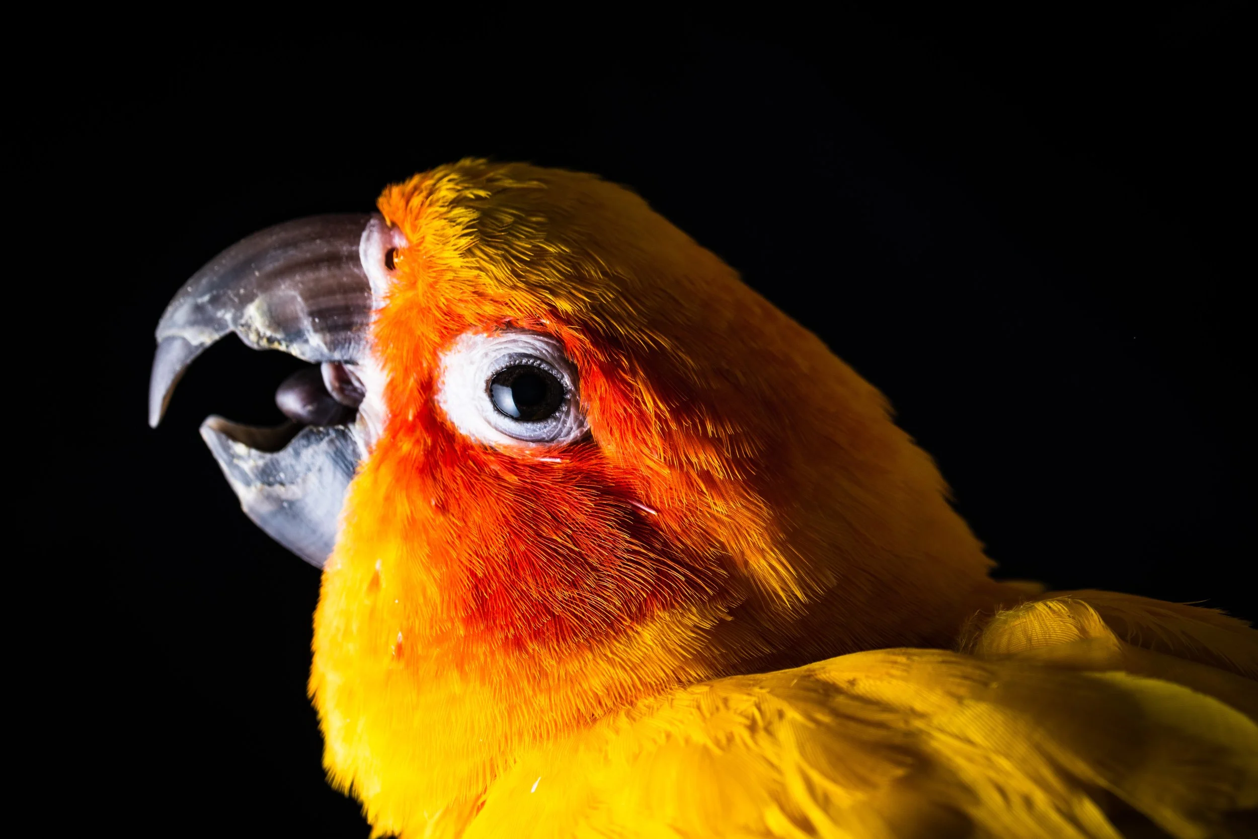Little Sunny the Sun Conure