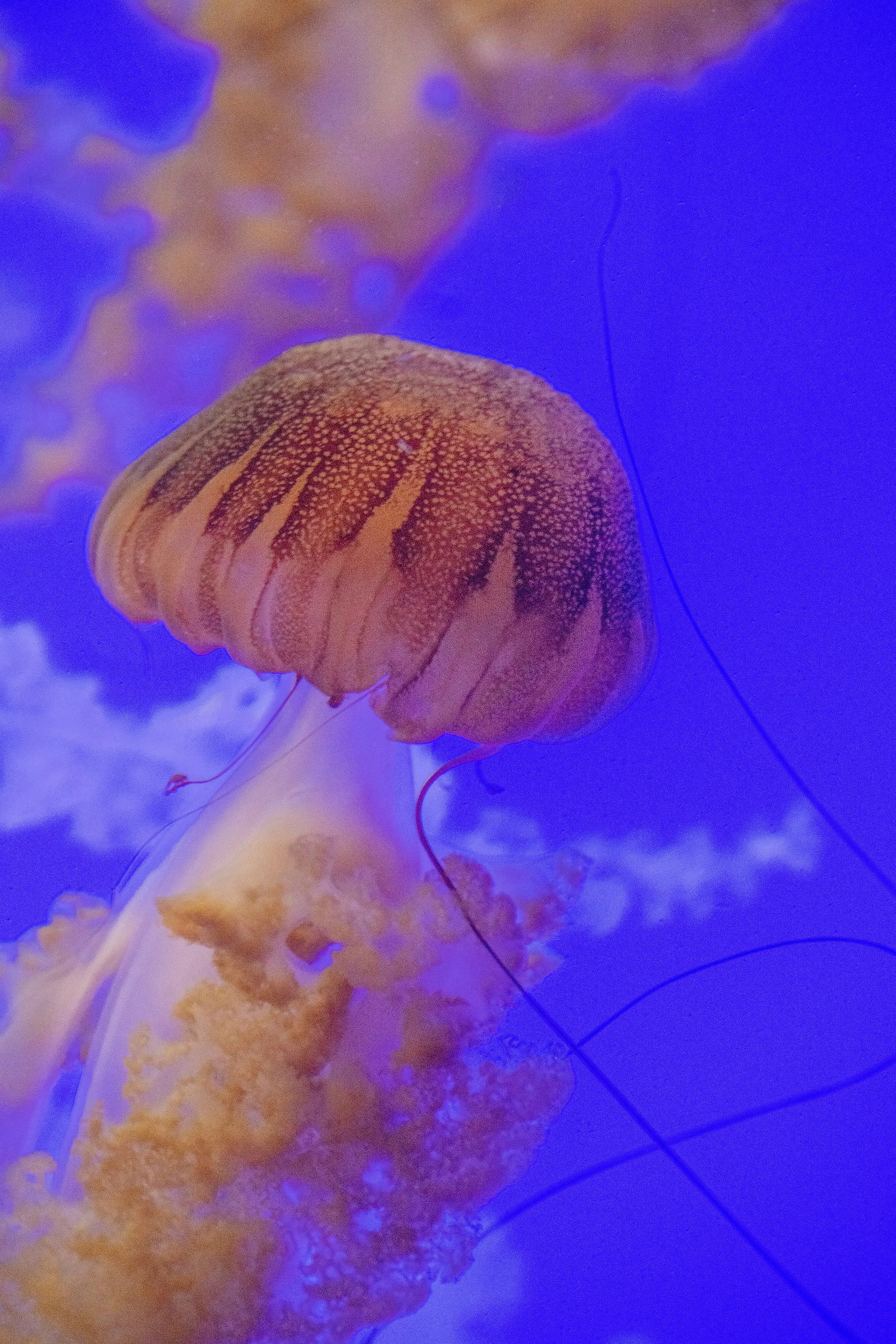 Golden Jelly fish against blue background
