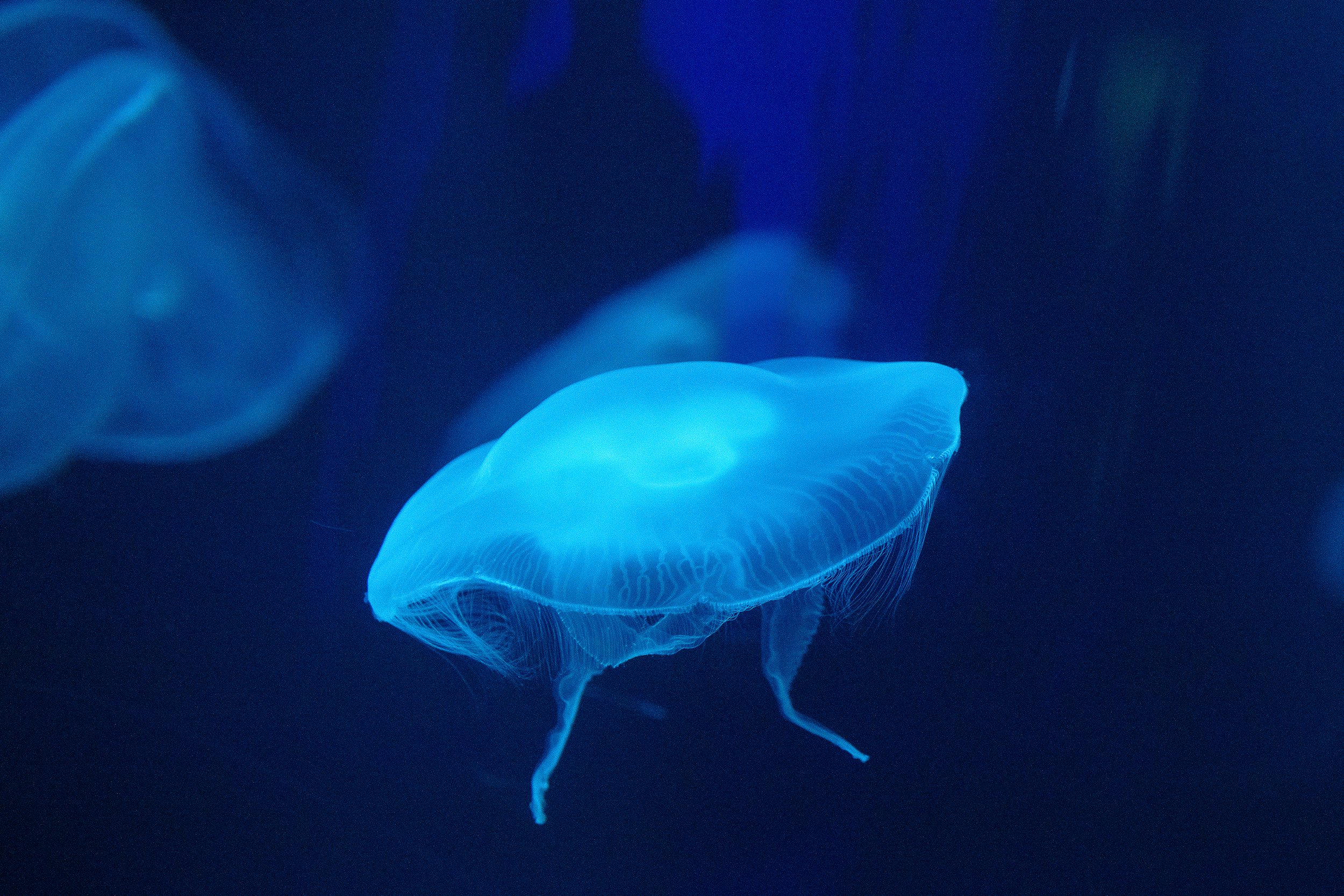 moon jelly fish against dark background