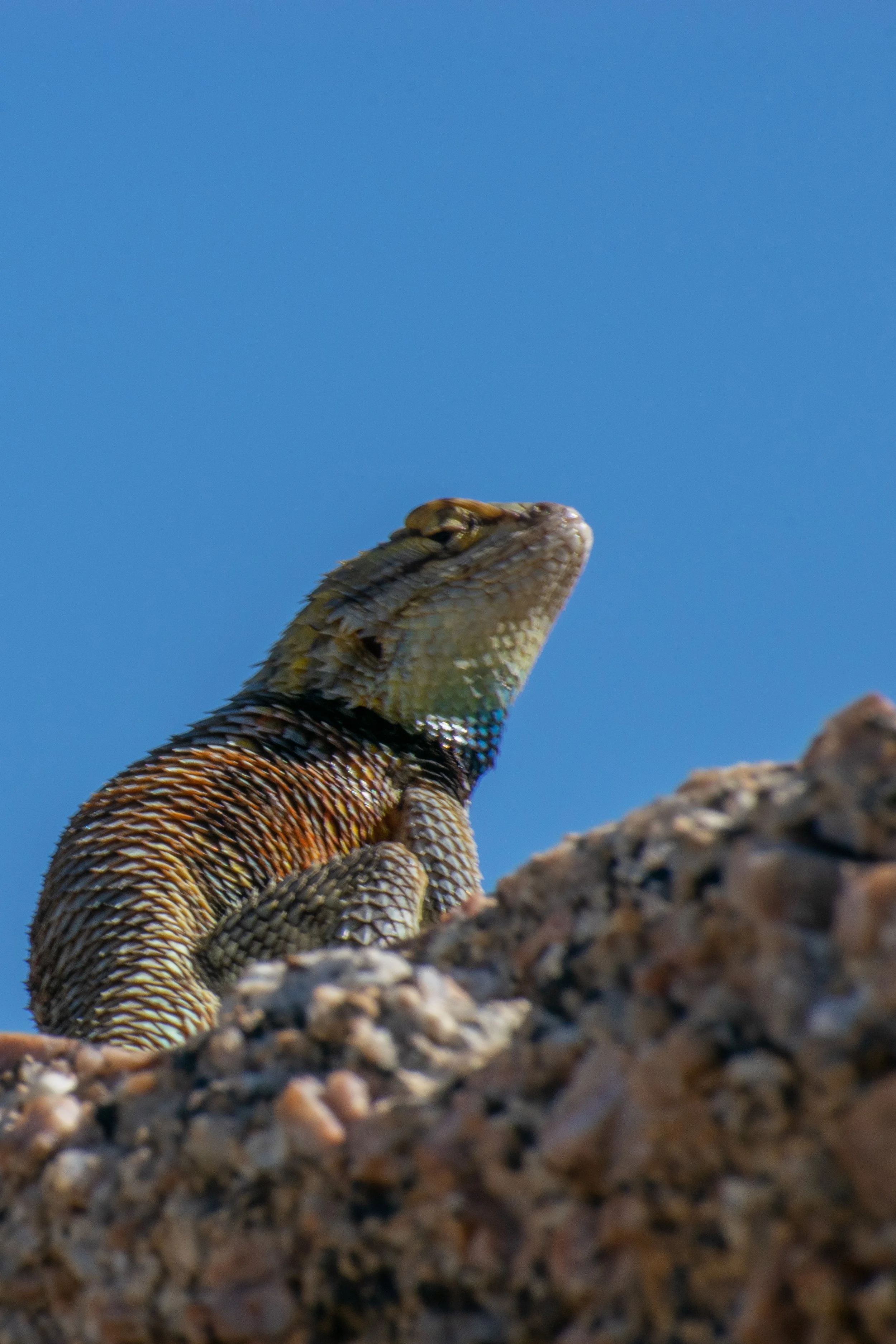 Desert Spiny Lizard Judging you
