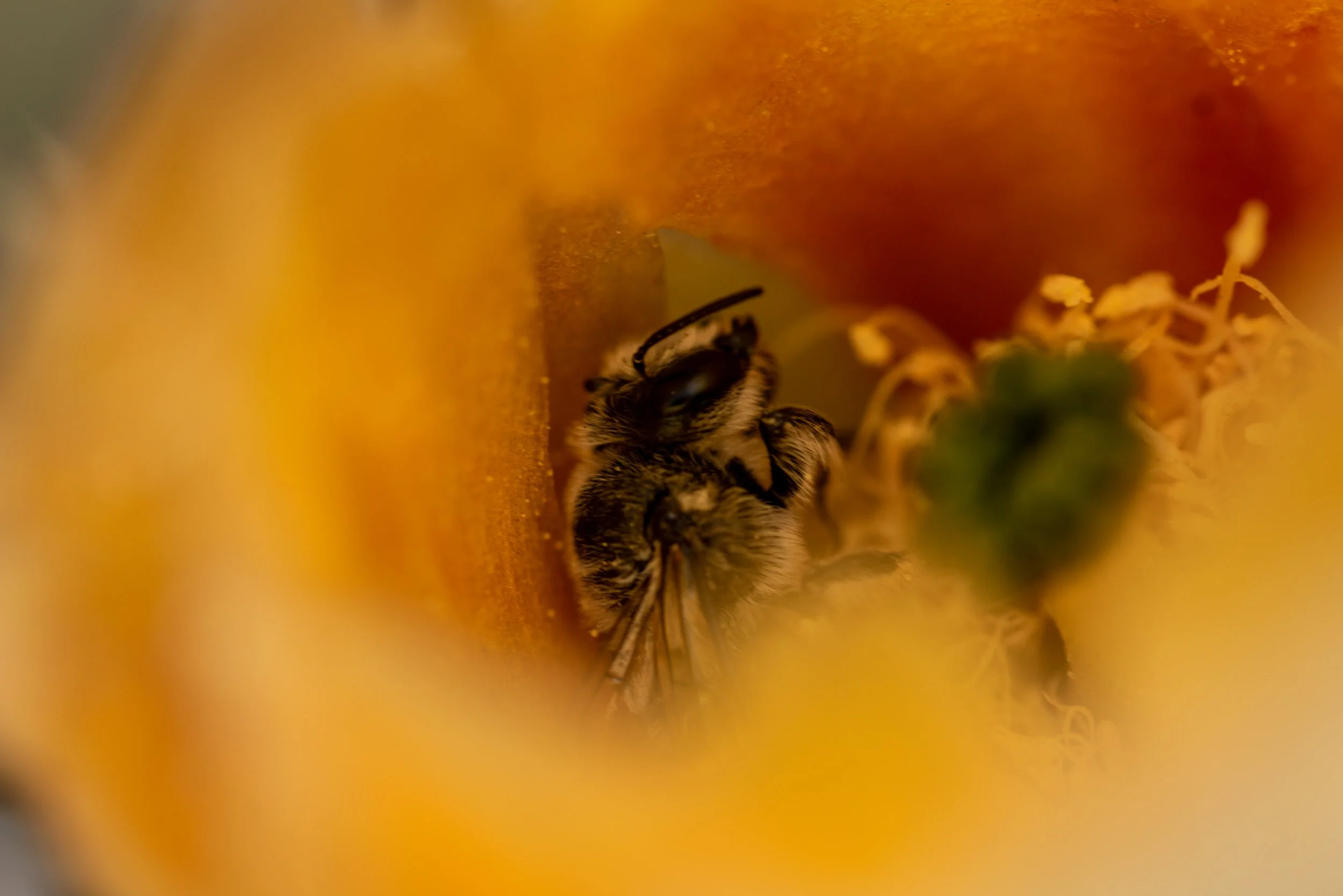 Napping bee in a cactus flower