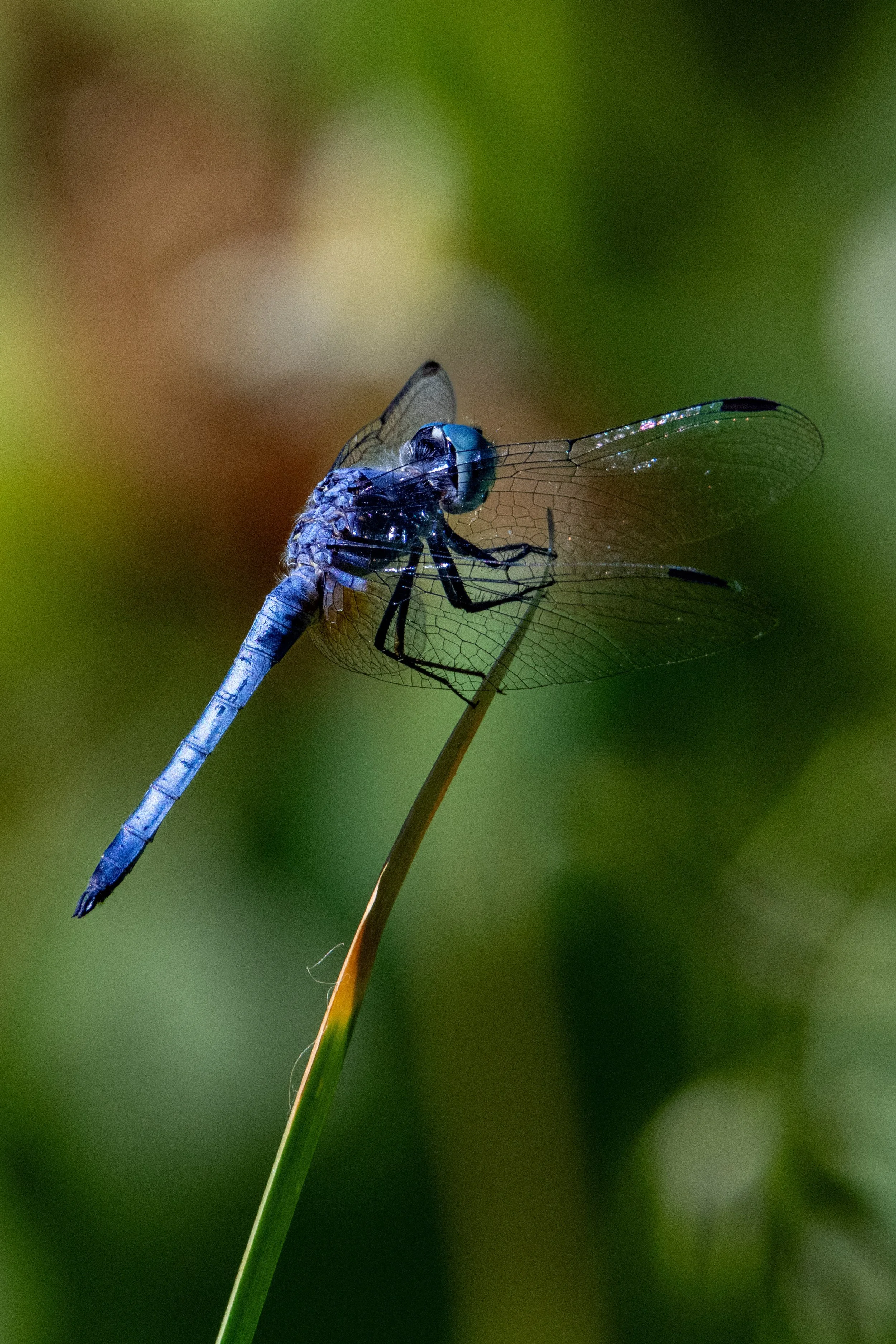 Blue Darner Dragonfly