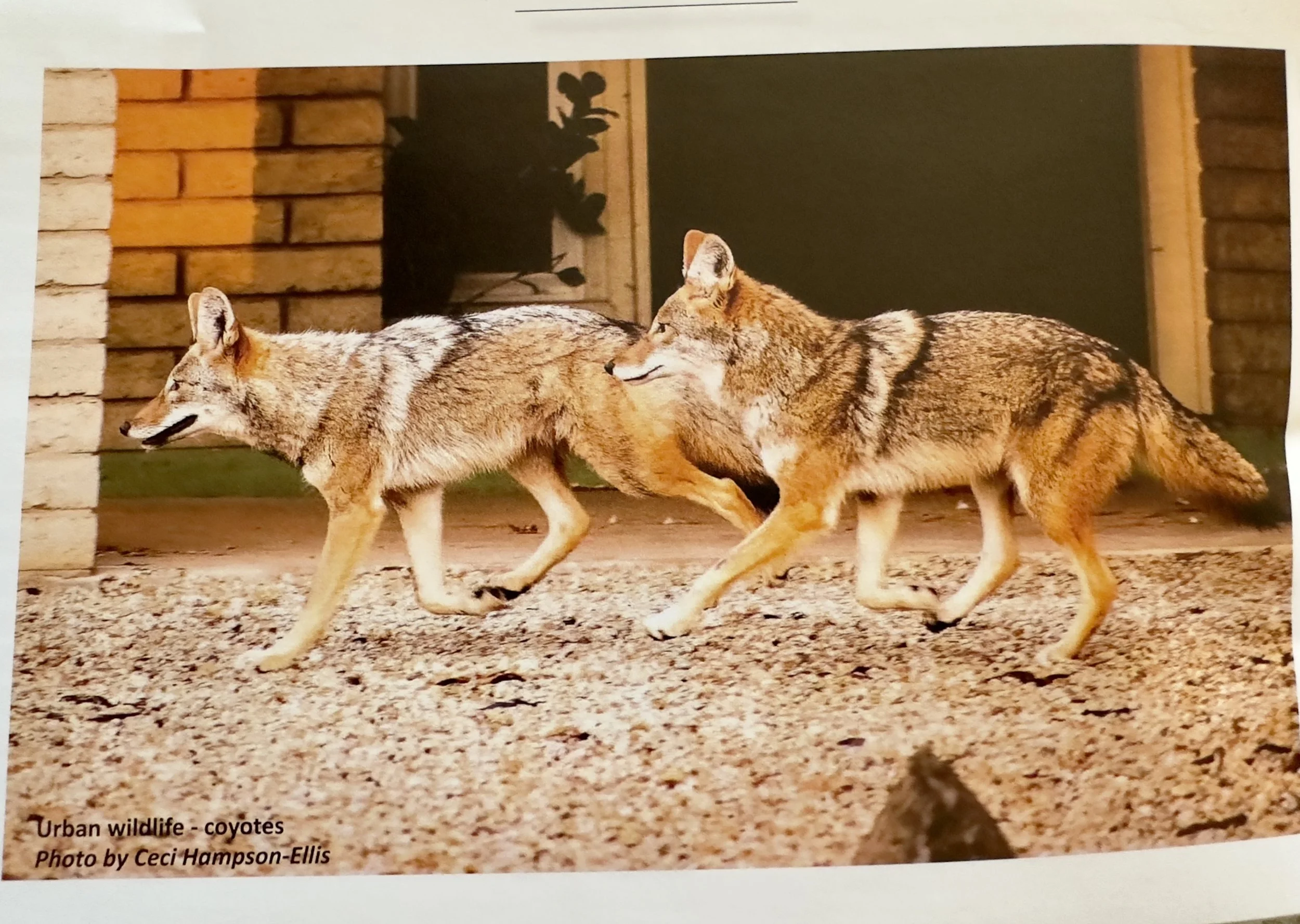 Wing Beats Coyotes.jpeg