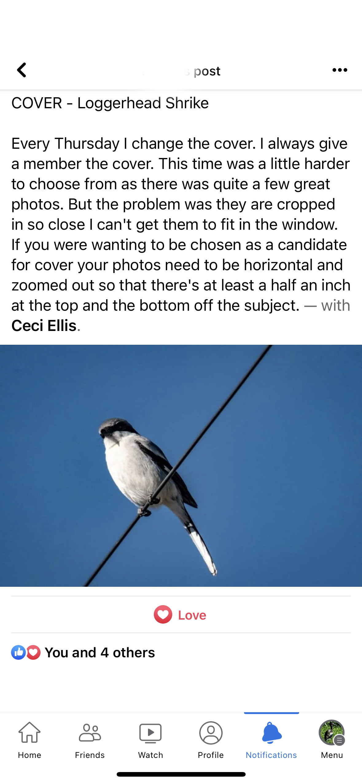 Desert Wildlife Rhonda Loggerhead shrike.PNG