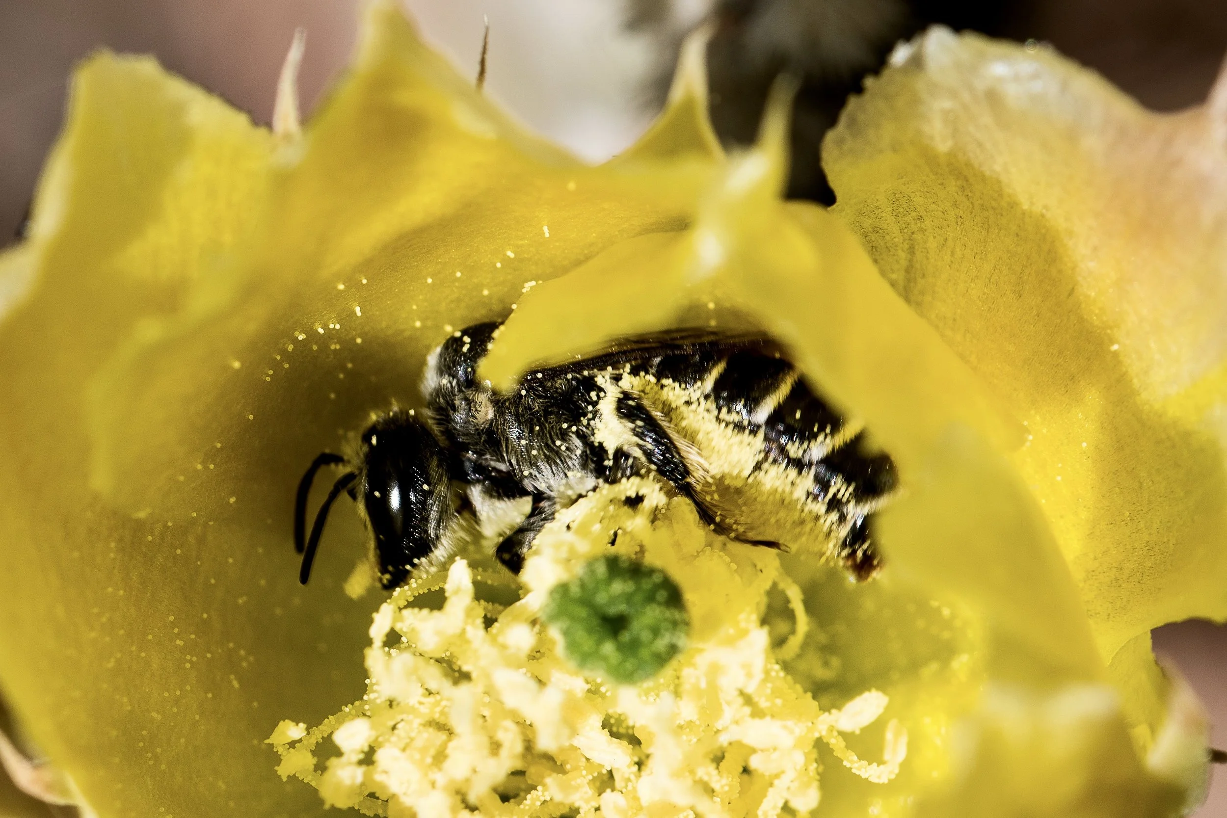 Bee Foraging in a cactus flower