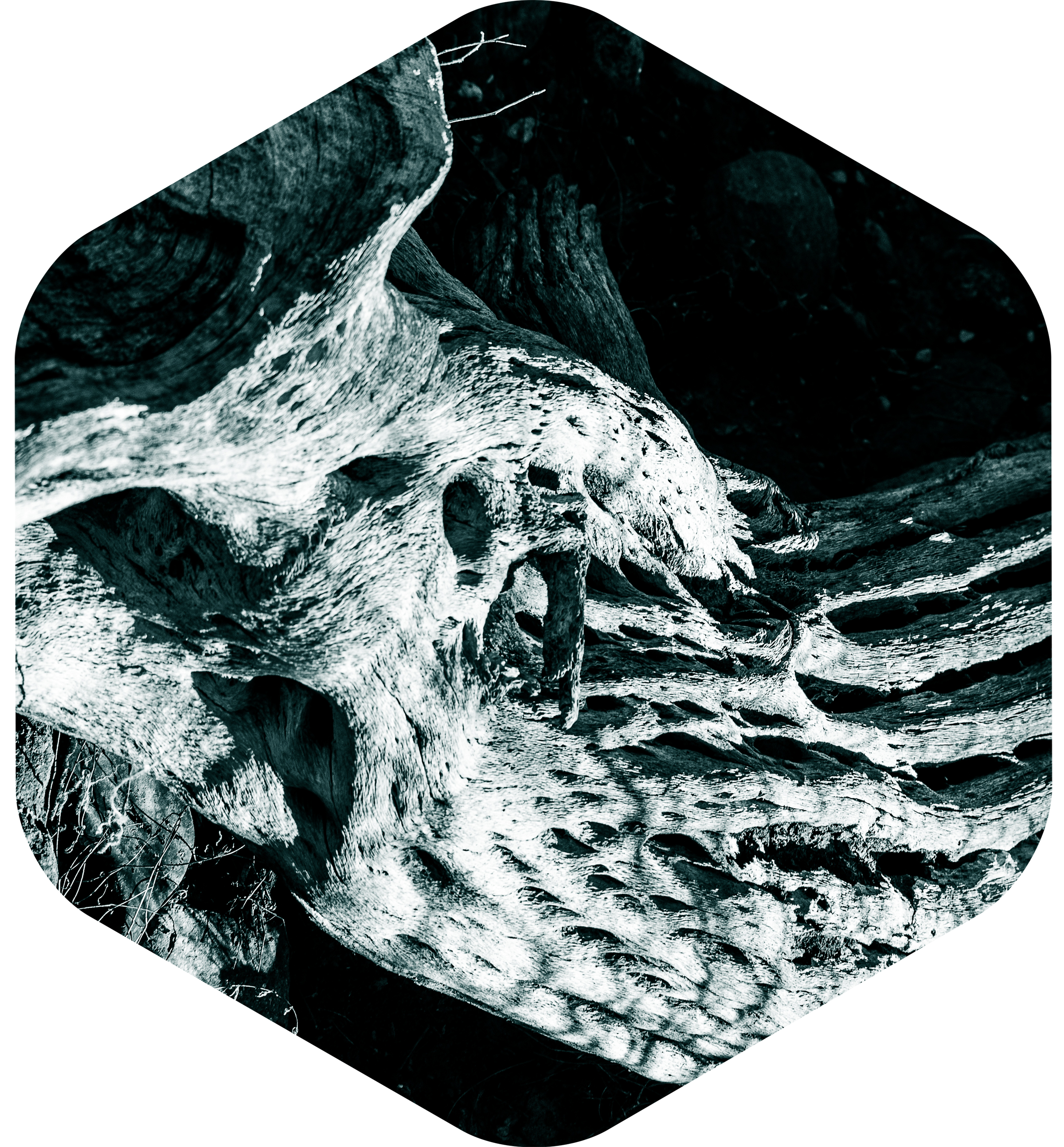 Desert Bones Project