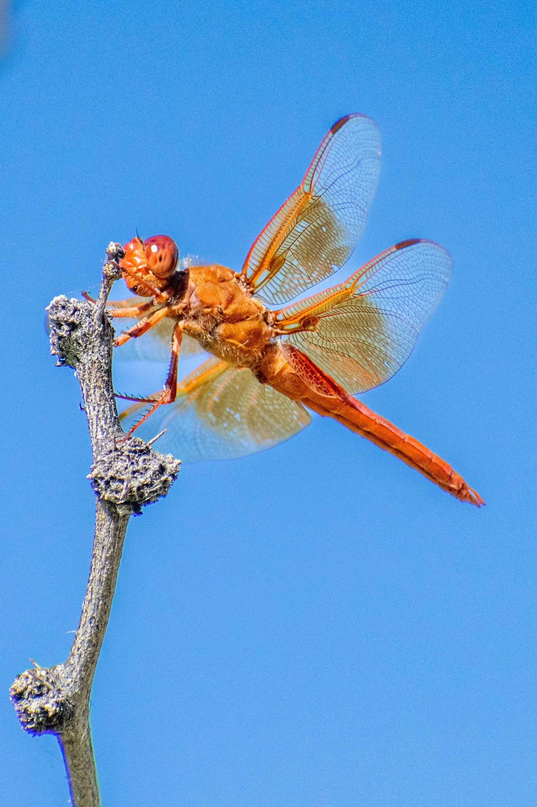 Flame Skimmer Dragonfly