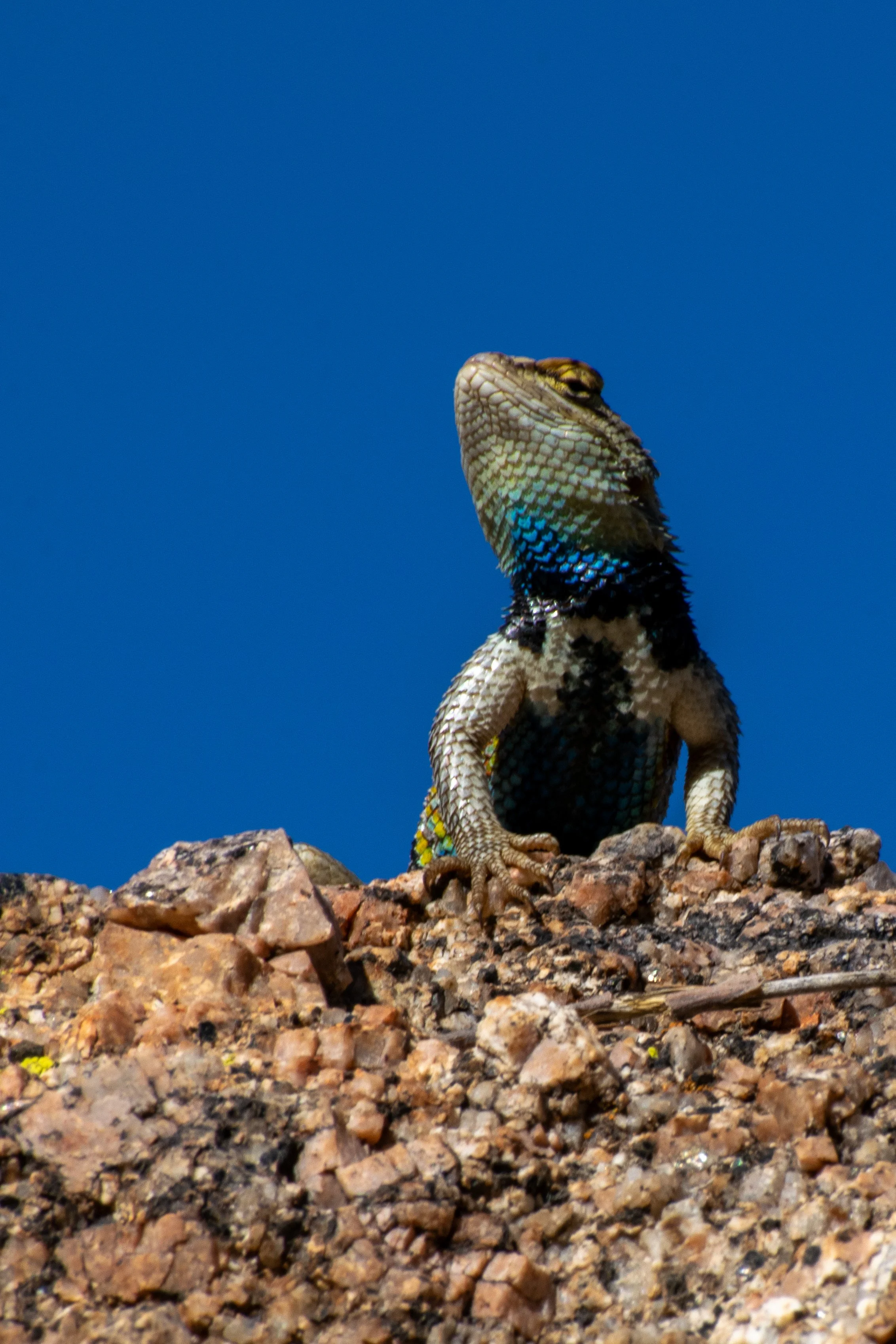 Haughty Desert Spiny Lizard
