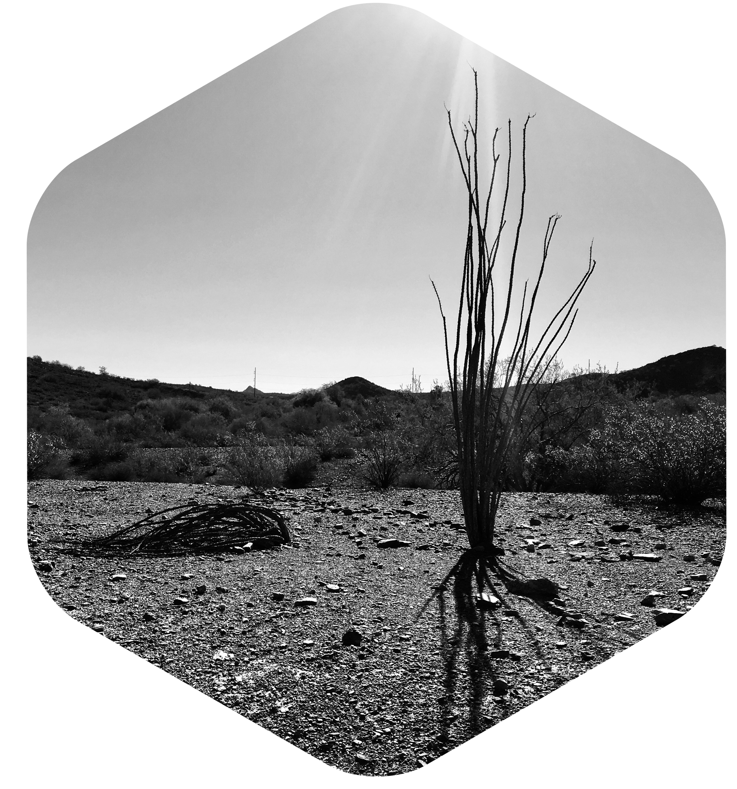 Desert Bones Project