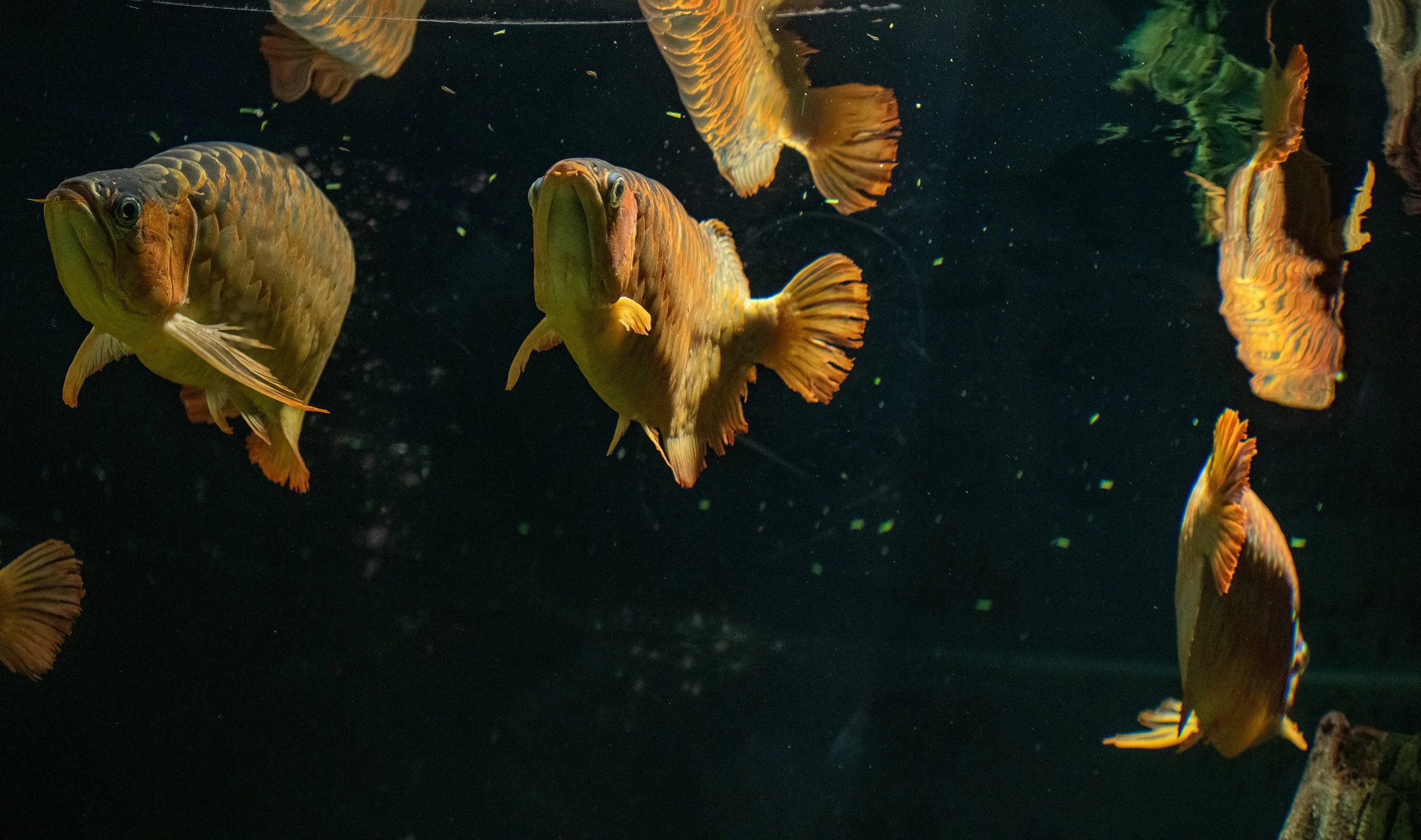 Photographing Through Glass: Lessons from the Aquarium