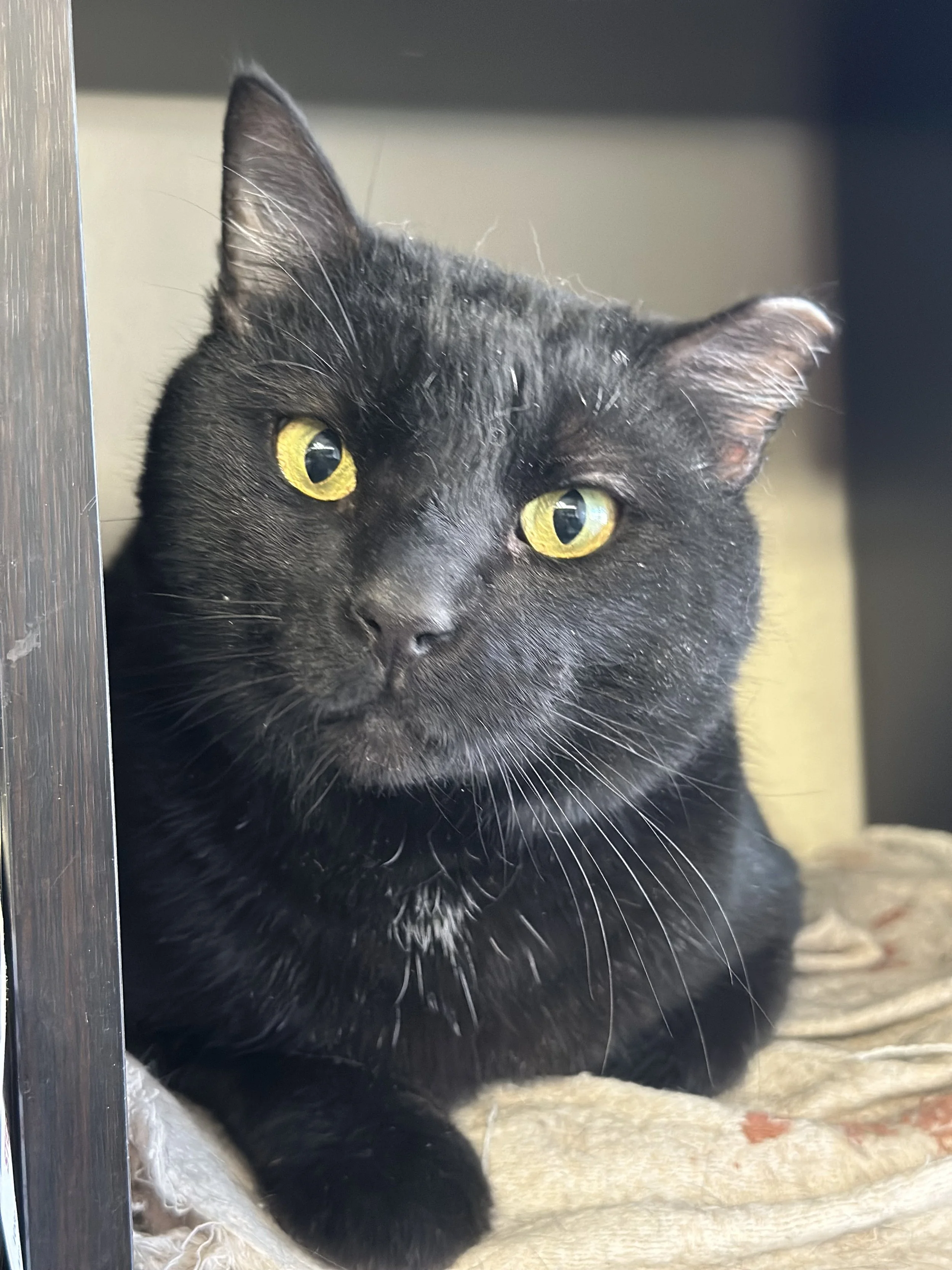 Tip Top the feral who decided he was done with life on the streets