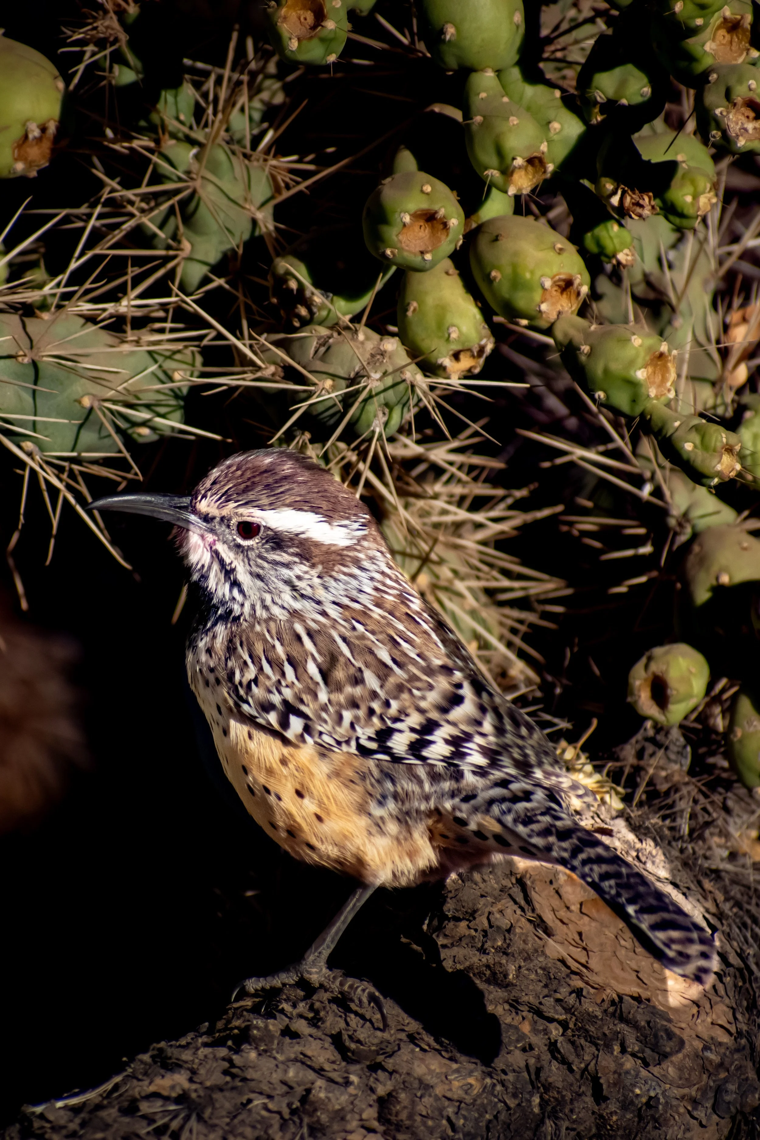 Cactus wren
