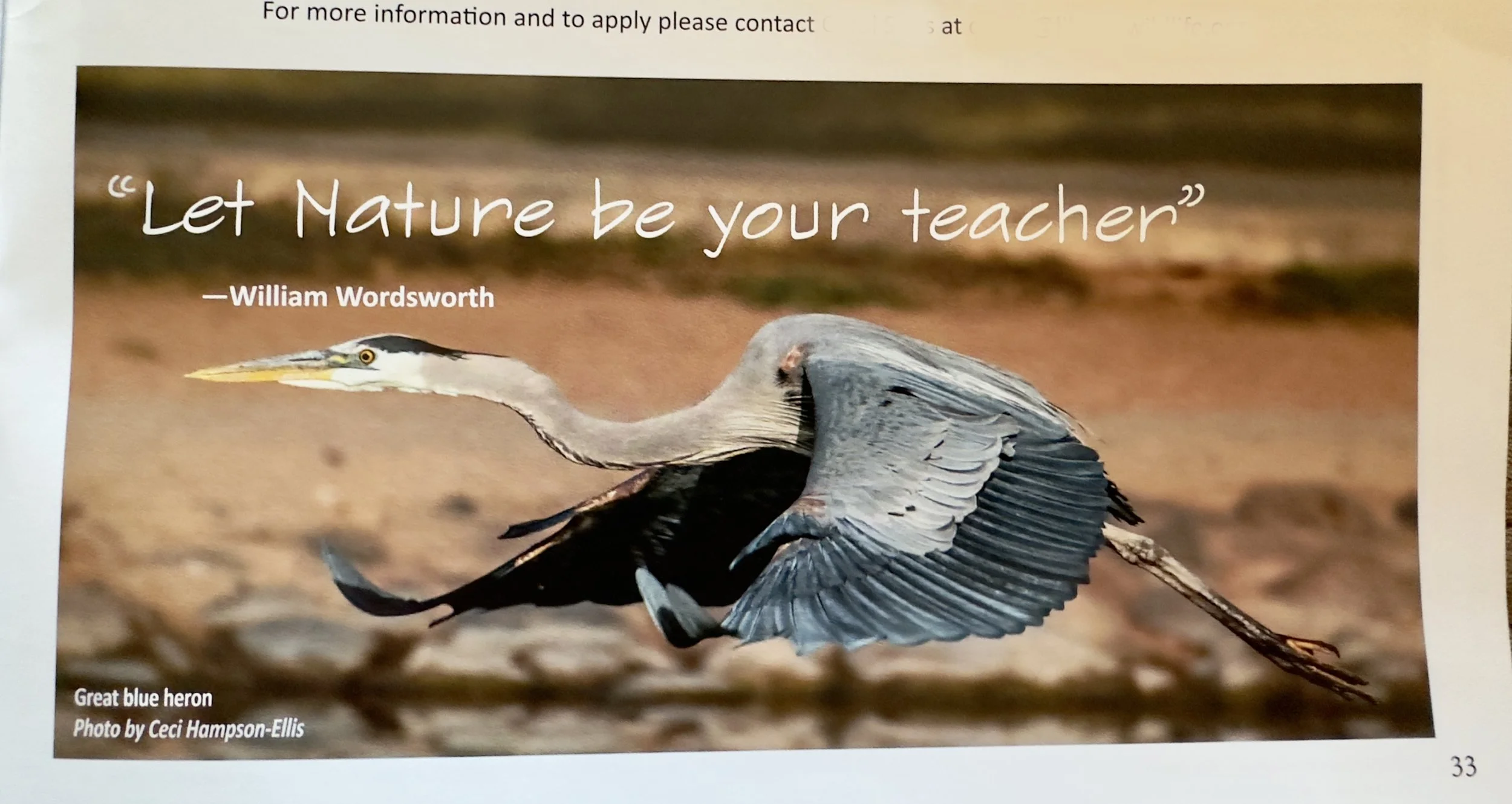 Wing Beats GBHE.jpeg