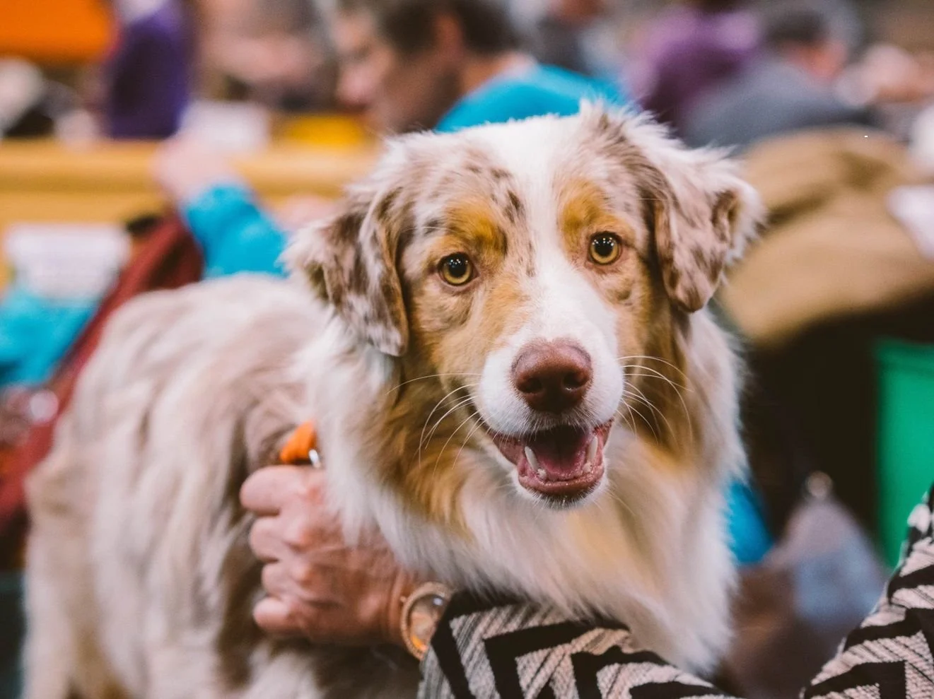 FREE: FAMILY DOG SHOW &amp; Daytime Entertainment