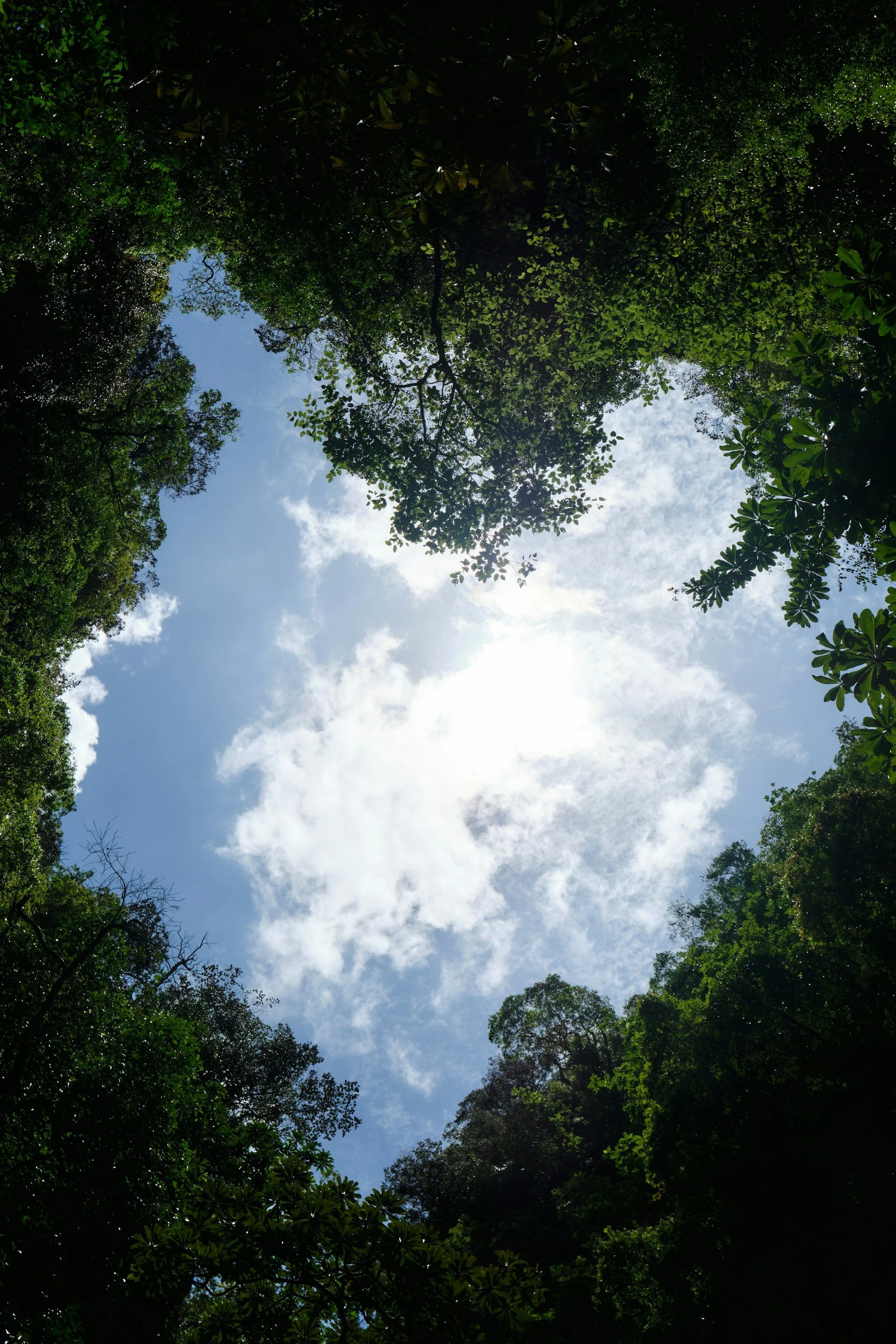 Looking up through a canopy of green trees with patches of blue sky and scattered clouds visible overhead.