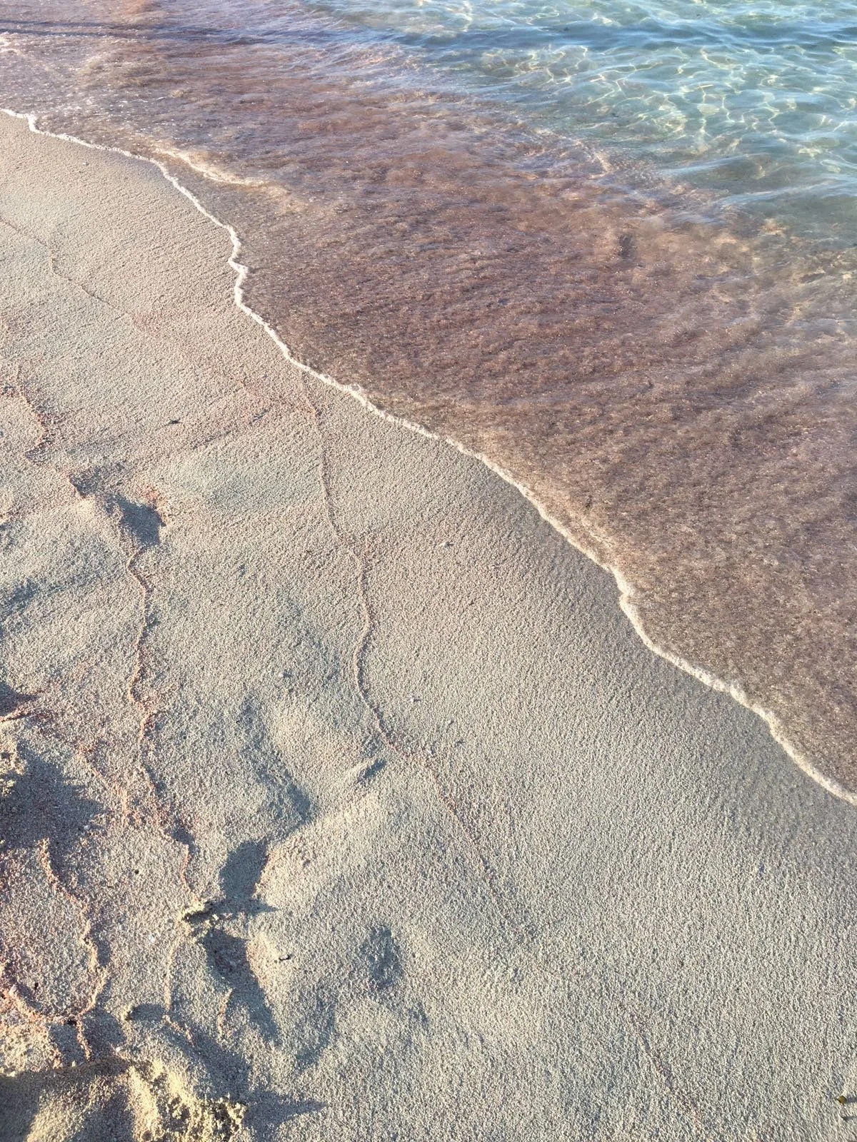 Clear ocean water gently washing onto a pink sand shoreline, serving as the main banner image for Dr. Mauro Cavarra's website.
