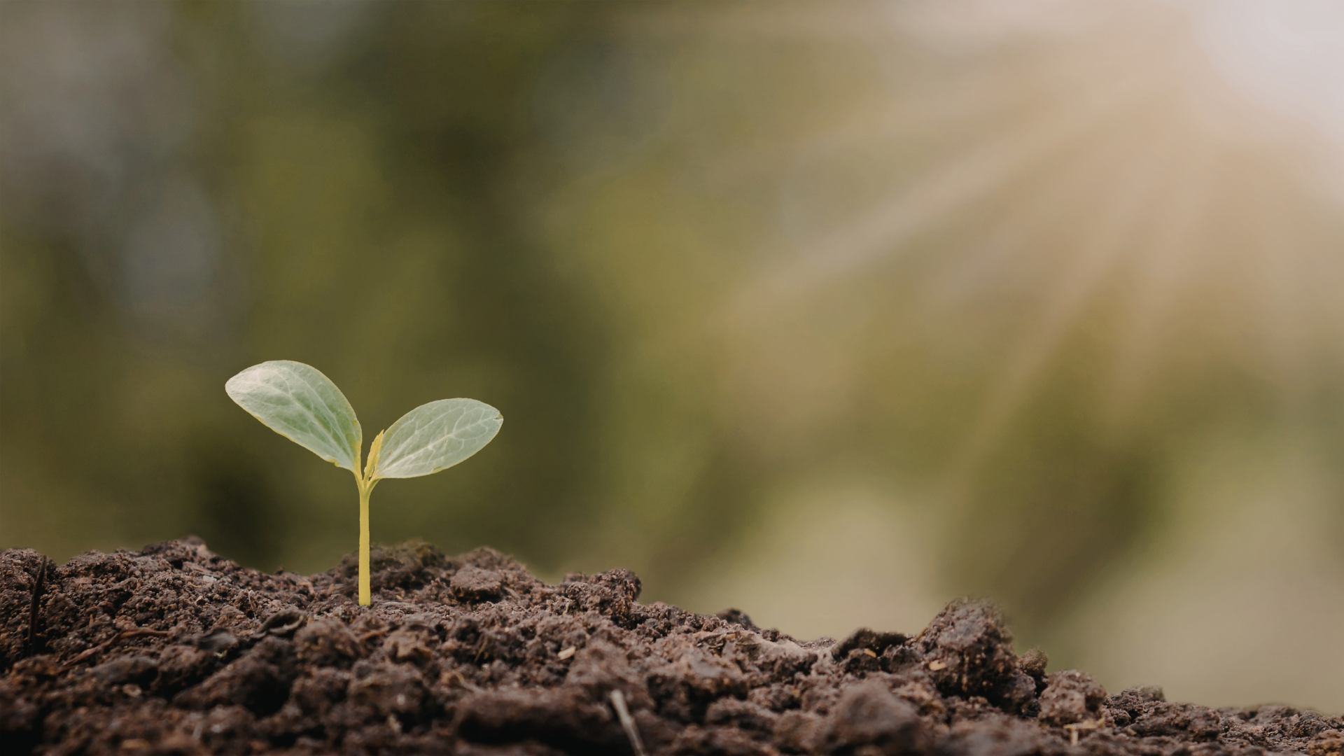 Little green seedling growing in dark soil with blurred green and light background.