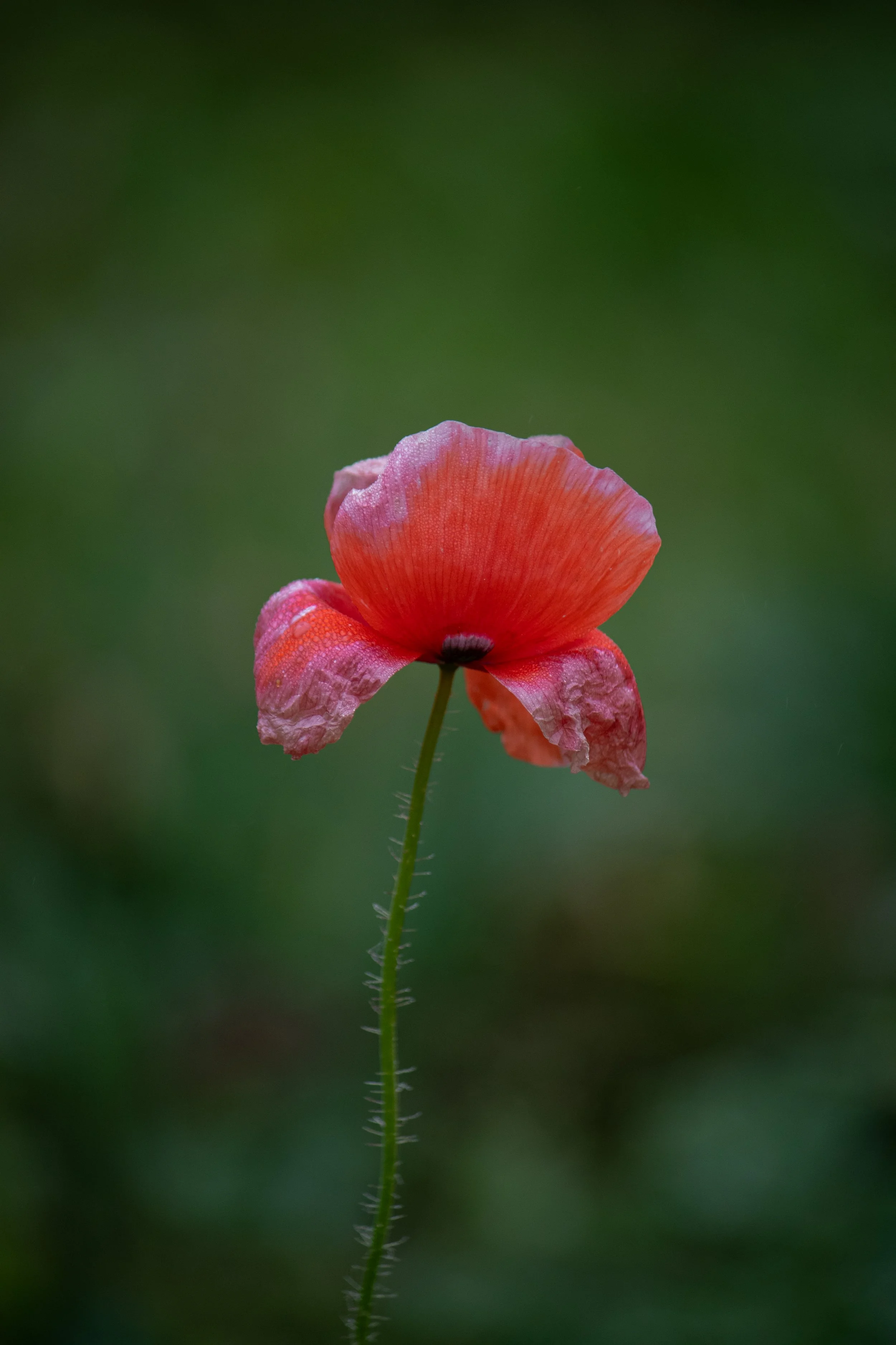 Eine einzelne rote Mohnblume mit leicht gewellten Blütenblättern vor unscharfem grünen Hintergrund.